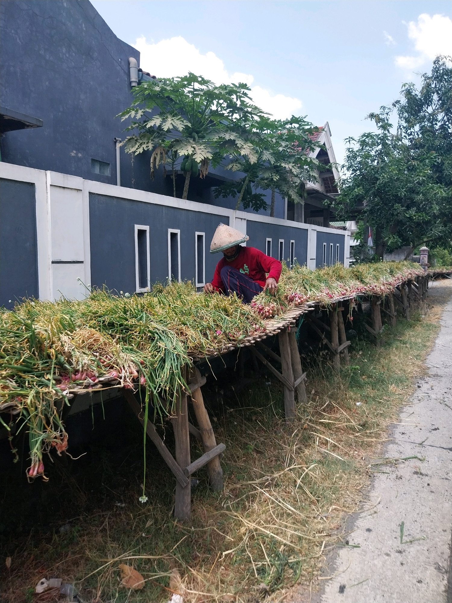 In Campur, Indonesia, a person wearing a conical hat and a red shirt is seen tending to a long row of harvested onions spread out on bamboo racks. The onions, with their green tops and red bulbs, are being dried outdoors, likely in preparation for storage or sale. The racks are supported by wooden structures, creating an elevated platform for the produce. Behind the drying onions, a dark-colored building with white-trimmed windows stands, partially obscured by leafy green trees. The scene is set along a dirt path, with dry grass and straw scattered around, indicating an agricultural or rural setting. The sky above is partly cloudy, suggesting daytime.