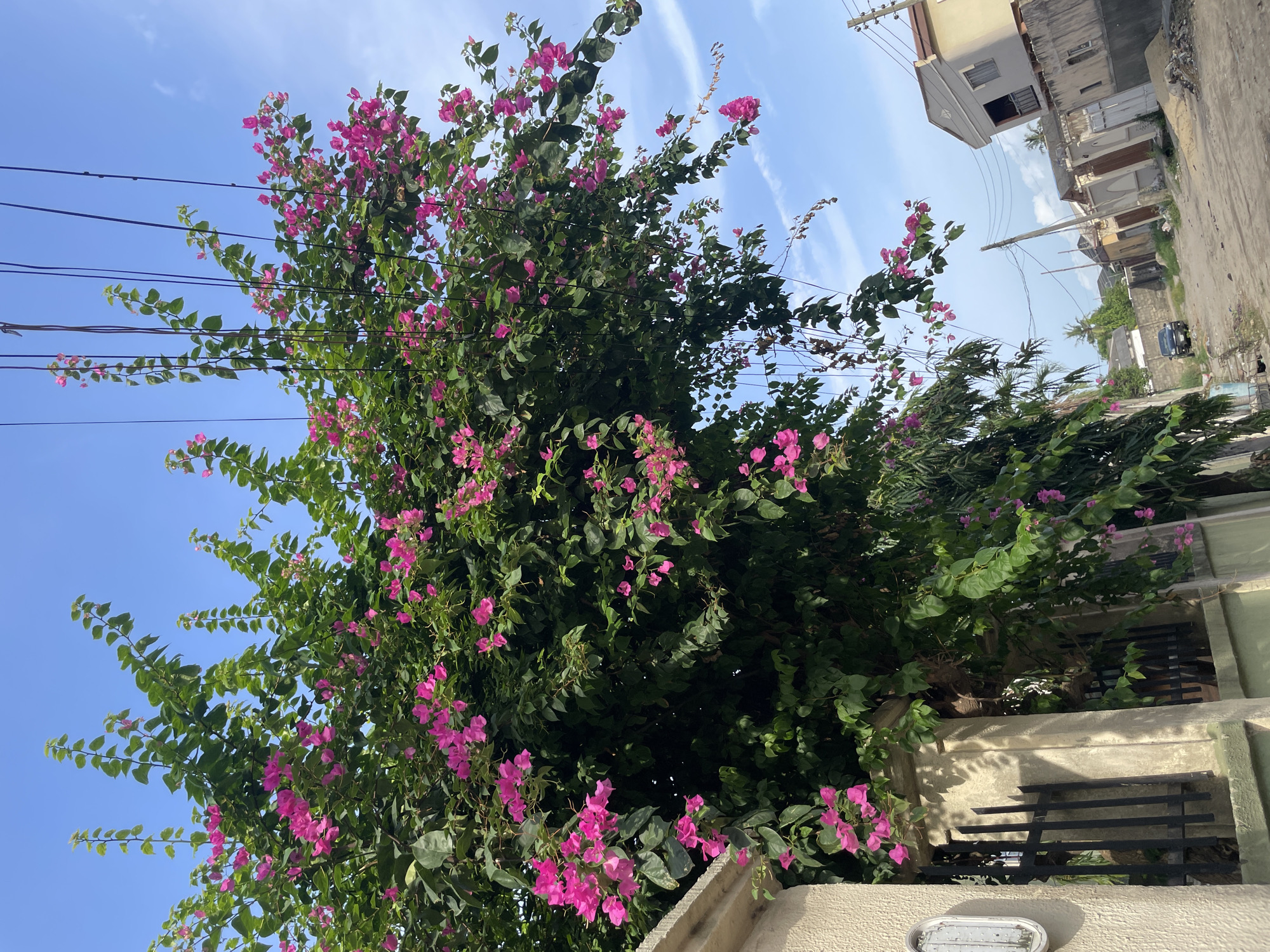 The image, oriented correctly, depicts a vibrant street scene in Ado, Nigeria, dominated by a large bougainvillea bush. The bush, laden with numerous bright pink flowers and lush green leaves, occupies the left and central parts of the frame, reaching towards a clear, bright blue sky that fills the upper portion. Wispy white clouds or contrails are visible in the sky.
Several dark utility lines stretch horizontally across the mid-ground, passing through the bougainvillea's foliage. In the background, on the right side, a series of concrete buildings typical of a residential or mixed-use urban environment can be seen. Some structures appear weathered, with one featuring a brown roof and another displaying a dark-railed balcony. Further down the street, additional foliage, including distant palm trees, and a black car are visible.
The scene is illuminated by bright daylight, suggesting a time between mid-morning and early afternoon, under clear and sunny weather conditions. A textured, light-colored wall or fence is present in the lower foreground, featuring a white outdoor light fixture. There is no discernible human activity or visible text in the image, conveying a tranquil, sunny atmosphere in a tropical setting.