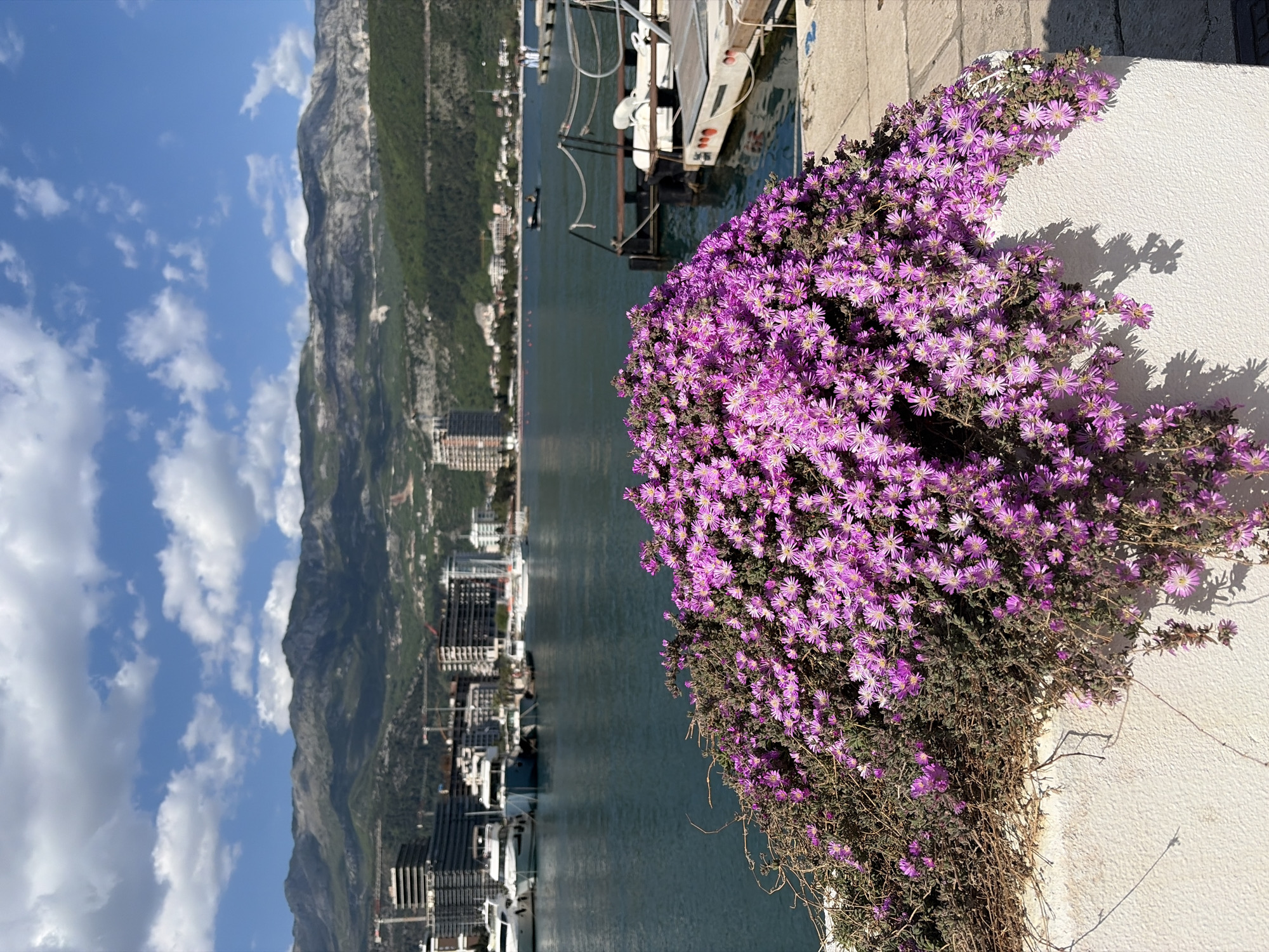 The image displays a vibrant coastal landscape, oriented vertically. In the immediate foreground, a dense mass of small, bright purple flowers, possibly ice plants, cascades over a white concrete wall on the right side of the frame. The strong sunlight casts crisp shadows of the flowering foliage onto the wall.
Beyond the foreground, a calm body of water, likely the sea, stretches across the midground. Several boats are docked or moored in the water, near the distant shoreline. The far bank features a town or city with numerous buildings, some appearing modern and multi-story, lining the water's edge and extending inland.
Dominating the background are large, rugged mountains with a mix of rocky grey surfaces and green vegetation, rising steeply behind the town. Above the mountains, the sky is a clear blue with scattered white, fluffy clouds. The bright illumination indicates a sunny day. No people or visible text are present. The scene captures the picturesque environment of a coastal town backed by mountains, consistent with the provided location context of Budva, Montenegro.