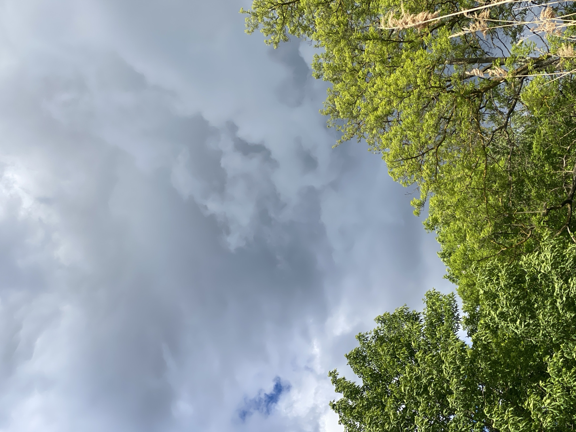 The image shows a view looking up at a stormy sky with green trees framing the top and bottom right of the frame. The sky is predominantly grey with dark storm clouds. A small patch of blue sky is visible near the bottom. Some tall, dry grasses are visible among the branches at the top right. The location is claimed to be Ustyvytsia, Ukraine, but there are no visual cues confirming this. No people or animals are visible.
