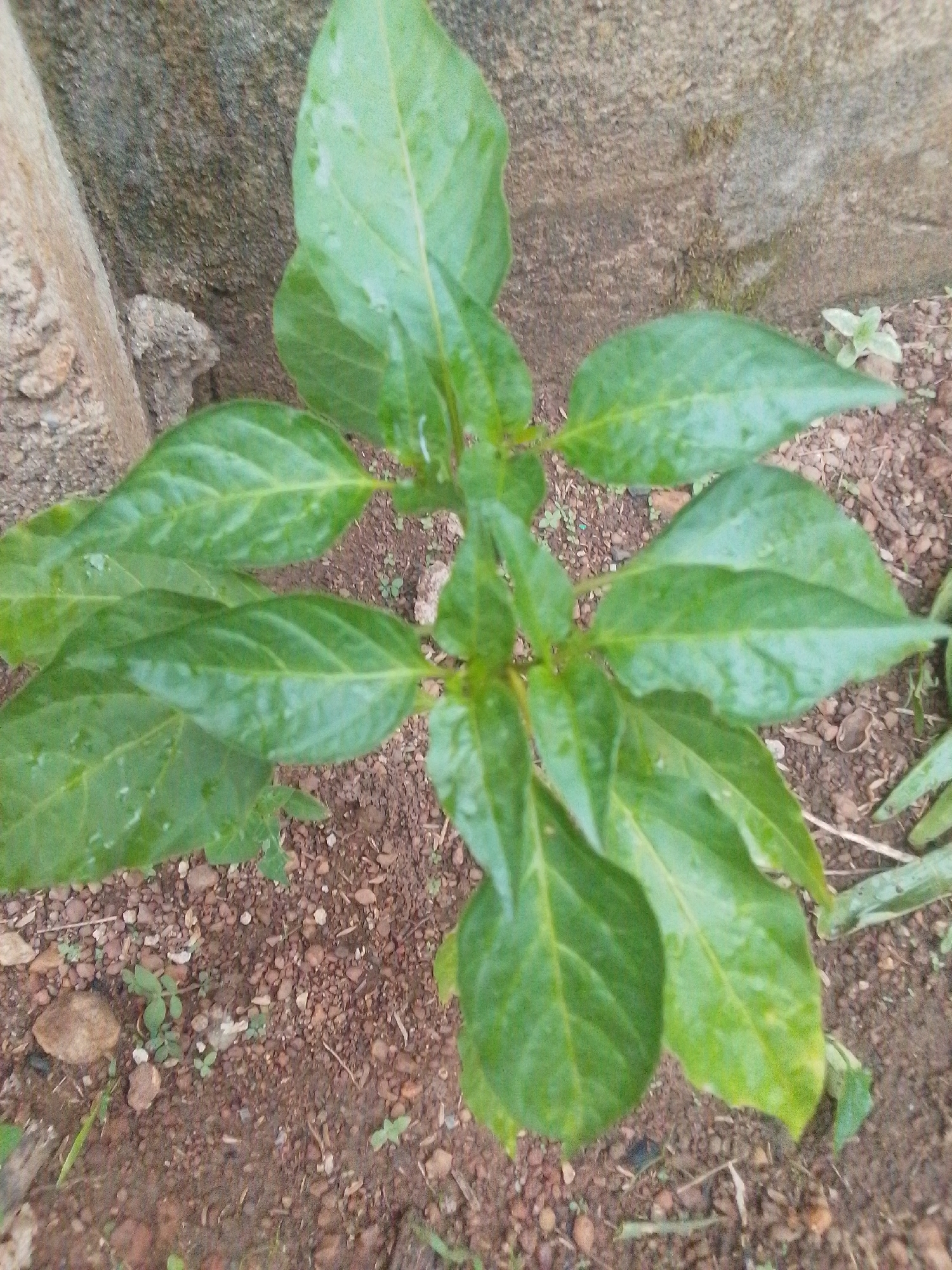 A young green plant with broad, dark green leaves grows in reddish-brown soil. The plant is positioned centrally in the frame, with its leaves fanning out from a central stem. The soil is composed of fine dirt and small pebbles. In the background, a rough, textured, greyish-brown wall is visible. To the left of the plant, a lighter-colored, vertical object, possibly a piece of wood or a concrete pillar, is partially visible. The scene appears to be outdoors, in Serti, Nigeria.