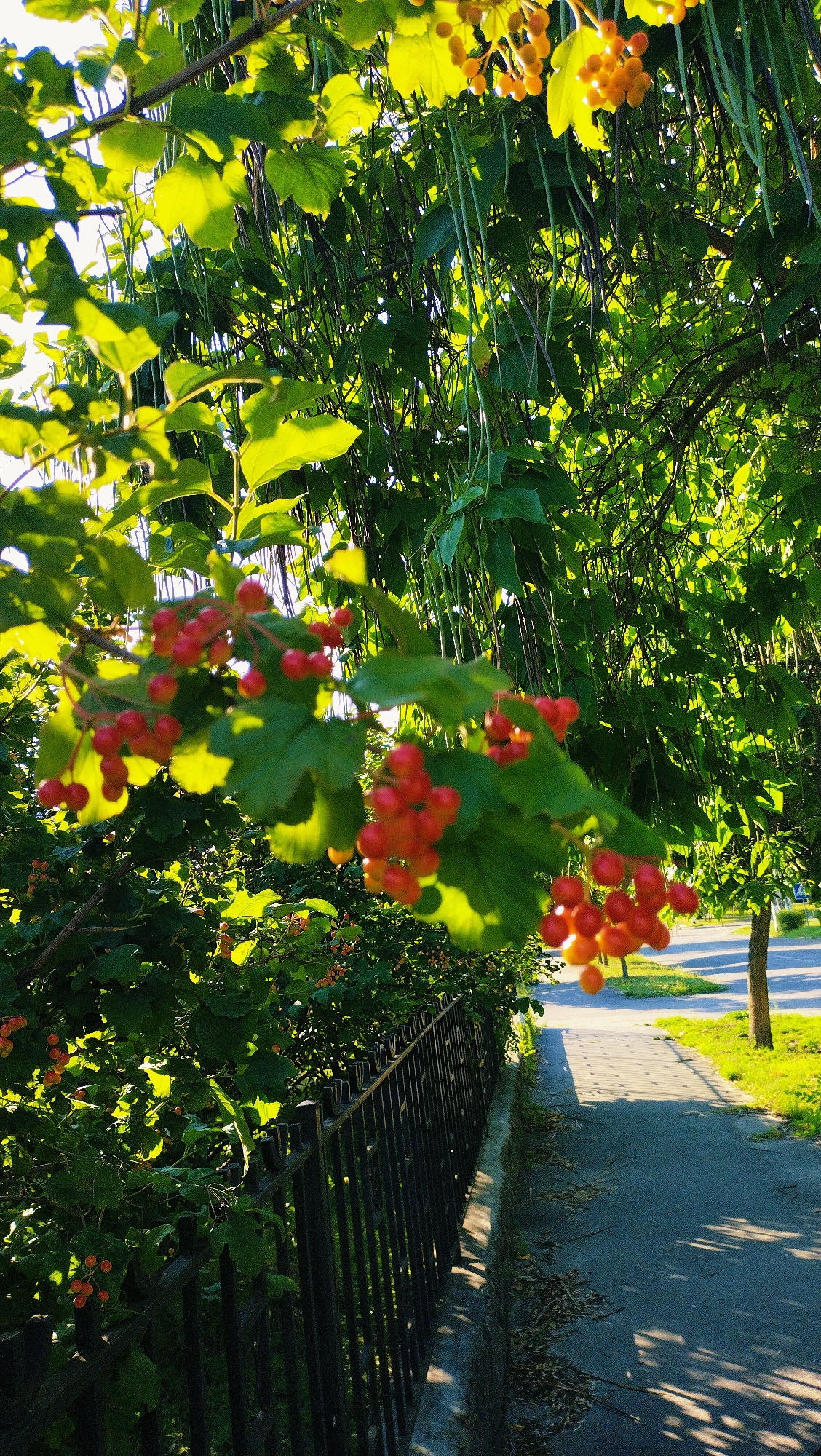 The image depicts a sidewalk in the city of Horishni Plavni, Ukraine, bordered by a black metal fence and lush green foliage. Clusters of red berries hang from branches, some with yellow berries interspersed. Sunlight filters through the leaves, casting dappled shadows on the paved walkway and grassy area. A single tree is visible in the distance along the sidewalk. The scene is tranquil and natural, suggesting an outdoor public space within the city.