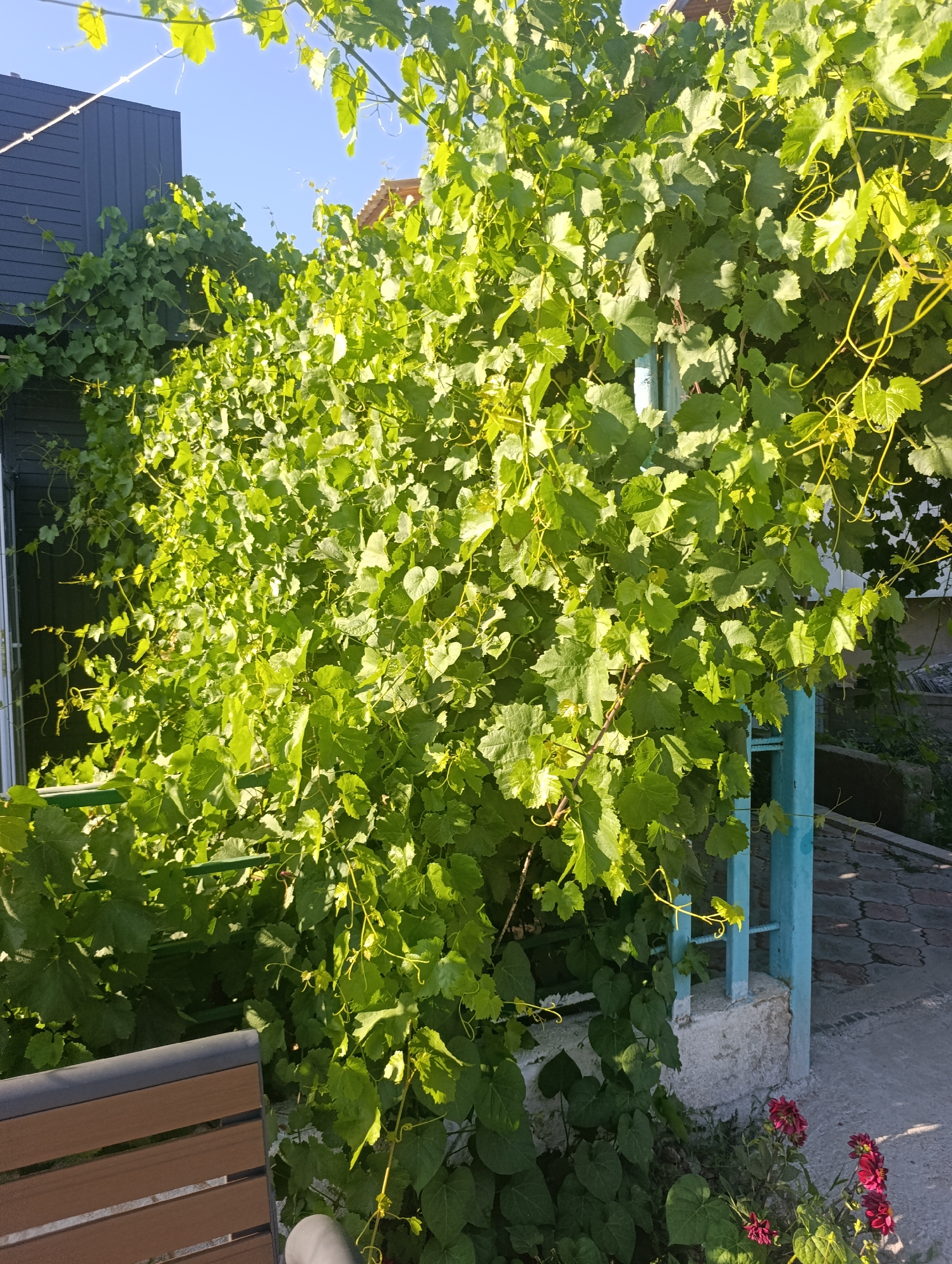 The image depicts a sun-drenched outdoor scene with a prominent, lush green vine covering a blue-painted metal fence and extending over a building. The vine's leaves are vibrant and catch the sunlight, creating a dappled effect. To the left, a dark gray building with horizontal siding is partially visible. In the foreground, a portion of a brown wooden bench with dark gray trim is present. To the right of the fence, a paved walkway with a geometric pattern of interlocking stones is visible, along with some reddish-pink flowers growing near the base of the fence. The sky above is a clear, bright blue. The setting appears to be a residential or garden area. This scene is located in Bosteri, Kyrgyzstan.