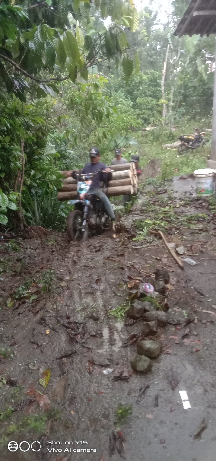 The image depicts a muddy, unpaved path within a densely vegetated, rural environment in Ranugedang, Indonesia. Three adult males are involved in transporting logs. In the foreground, a male wearing a dark cap and a dark long-sleeved shirt is seated on a black dirt bike, actively navigating through a deeply rutted, waterlogged, and muddy section of the path. His feet are positioned low, possibly contacting the ground for balance. A substantial bundle of approximately six light-colored logs, each roughly 1.5 to 2 meters in length, is securely lashed horizontally across the rear section of the motorcycle. Directly behind the motorcycle and supporting the logs is a second male, also wearing a dark cap and a light-colored shirt. A third male, similarly attired, is visible further in the background to the right, partially obscured by the logs and vegetation.
The path itself is heavily saturated, with visible tire tracks and muddy puddles. Lush green foliage, including trees with large leaves and dense undergrowth, lines both sides of the path, contributing to an enclosed canopy effect. Scattered organic debris, such as fallen leaves and small branches, are present on the muddy ground. On the right side of the path, a cluster of dark, rounded stones and some discarded items, including what appears to be a plastic bottle, are visible. Further in the background on the right, a white plastic bucket rests near a partially visible structure with a dark corrugated roof. Another yellow and black motorcycle is parked on higher ground near this structure. The ambient lighting is subdued, suggesting an overcast sky.