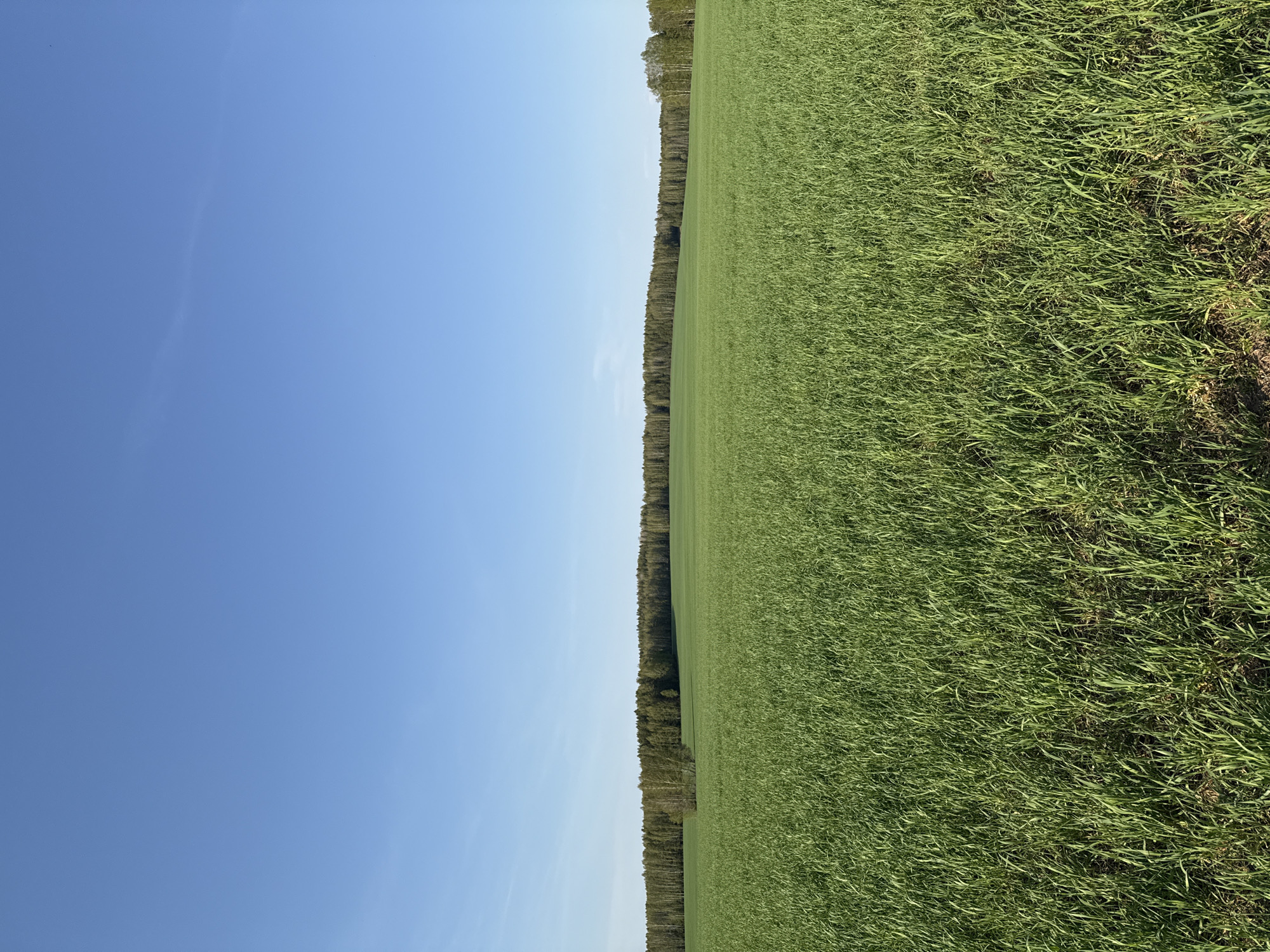The image shows a field of green vegetation next to a line of trees, with a clear blue sky above. The field occupies the right portion of the frame, while the sky dominates the left. The trees form a straight boundary between the field and the sky. The location is Шумиха, Russia, based on external knowledge.