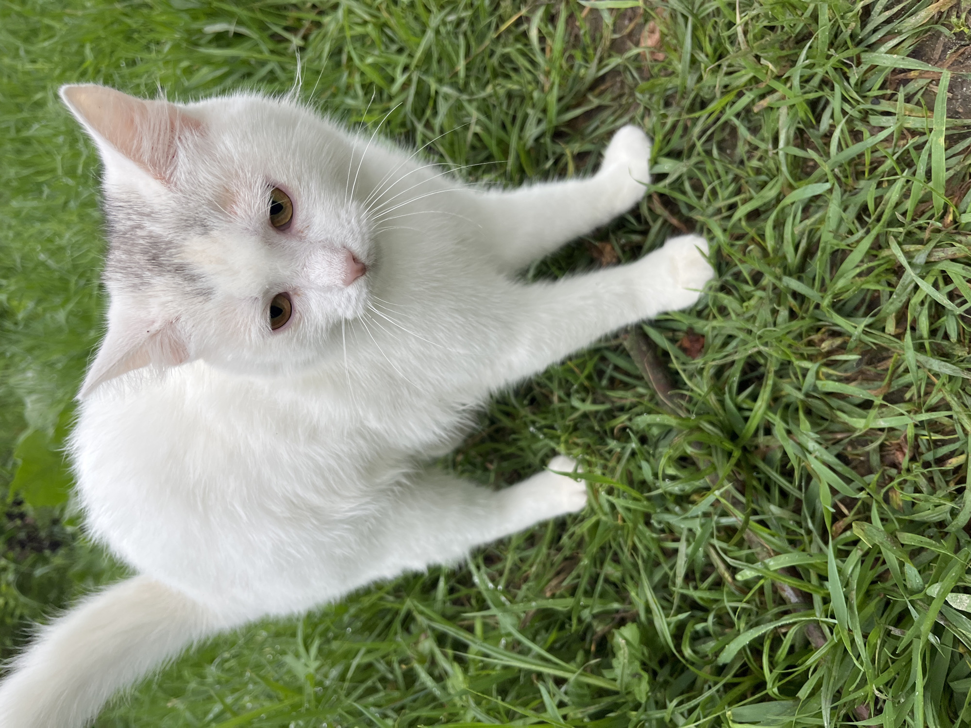 A white cat with grey patches on its head stands in lush green grass. The cat is facing the camera with its head tilted slightly downwards. Its eyes are a golden-brown color, and its pink nose is prominent. Long white whiskers extend from its muzzle. The cat's tail is held high and is also white and fluffy. The grass appears damp, with dew drops visible on some blades. The background is filled with more green grass and some blurred brown elements, possibly fallen leaves or twigs. The lighting suggests it may be an overcast day or shade.
