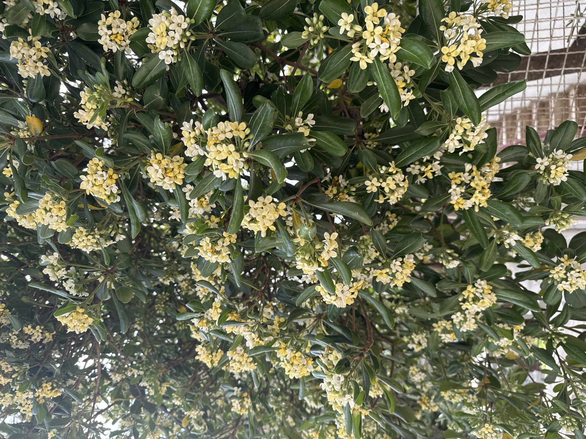 The image shows a flowering bush or tree with small, glossy, dark green leaves and clusters of tiny, pale yellow and white flowers. The arrangement is dense, with the flowers appearing prolifically throughout the foliage. The lighting suggests an outdoor setting. The image includes an outdoor fence, indicating a cultivated environment, possibly a garden or park in an urban location. Given the prompt, the location is Šušanj, Montenegro. No people or animals are visible.