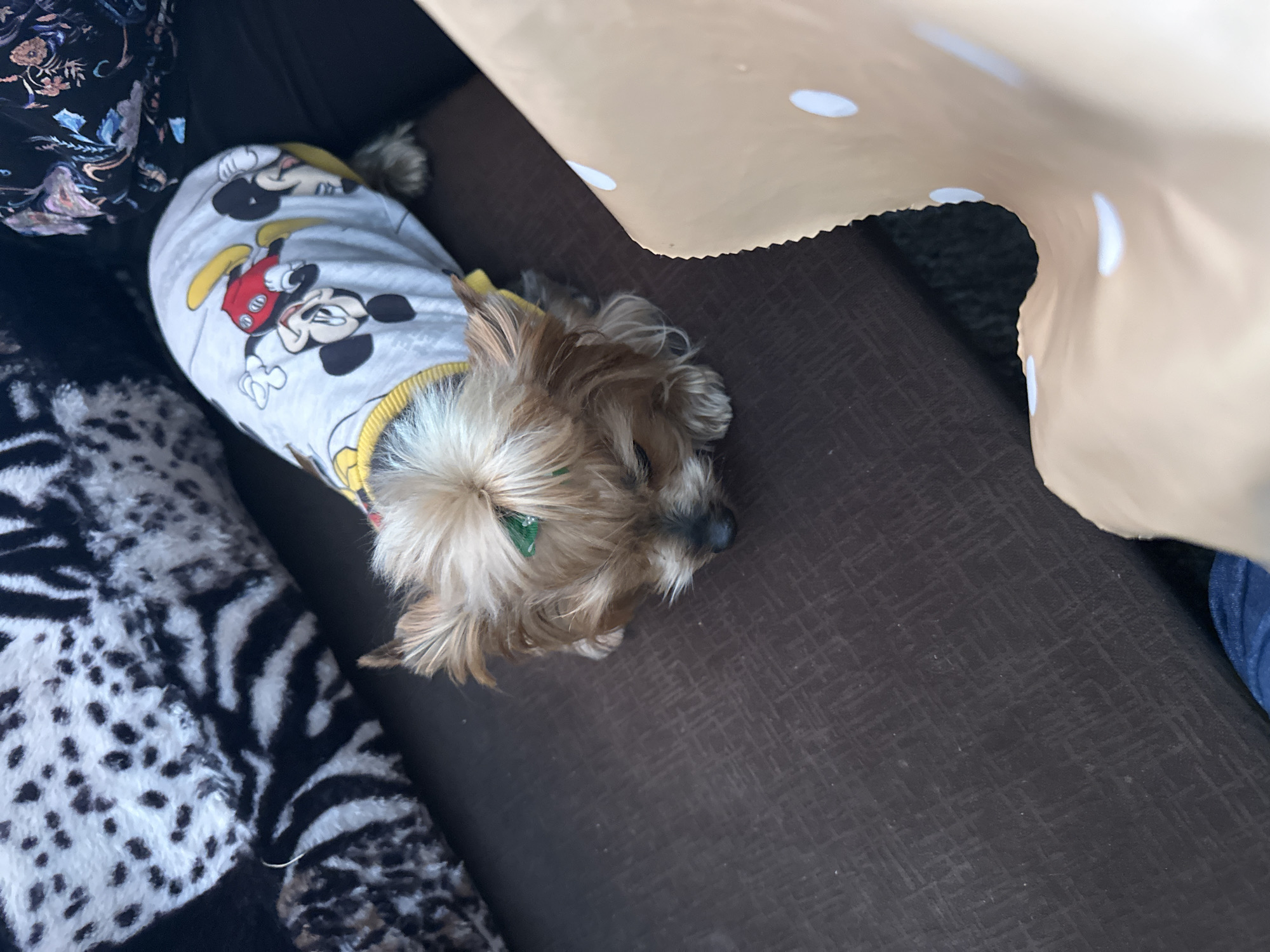 A small, tan-and-brown dog wearing a Mickey Mouse shirt lies on a dark brown couch. The dog's head is turned towards the right of the image. Part of a beige object with white dots obscures the top-right portion of the frame. To the left, there is a zebra-print blanket and a dark-colored floral-patterned fabric. The location cannot be determined.