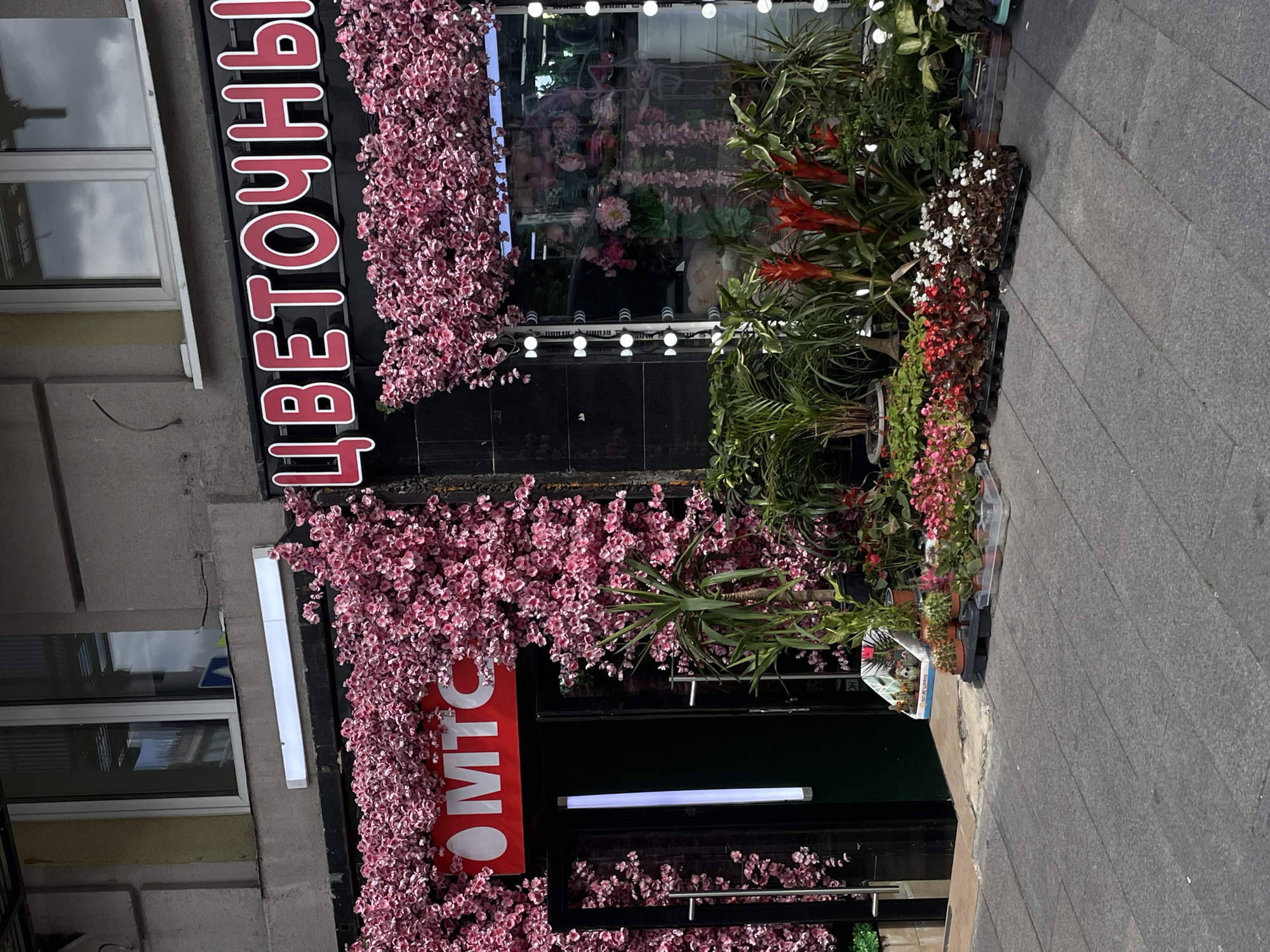 The image shows the exterior of a flower shop in Moscow, Russia. The shop's facade is decorated with artificial pink cherry blossoms cascading down. A large red sign with white lettering reads "ЦВЕТОЧНЫЕ" (FLORAL) vertically along the left side of the building. Below this, another red sign with white lettering, partially obscured by flowers, says "MTC."
In front of the shop, various potted plants and flowers are displayed on the sidewalk. These include small flowering plants in red, pink, and white, as well as taller green plants with red flowers. The sidewalk is paved with gray stone tiles. The shop has a dark storefront with large glass windows reflecting the interior, which appears to be filled with more plants and floral arrangements. Several bright LED lights are mounted on the storefront.
The scene suggests a business operating outdoors, possibly a market stall or a storefront that extends onto the pavement. The lighting indicates it is daytime, with bright sunlight. The overall impression is one of a vibrant and colorful flower business. No people are visible in the image.