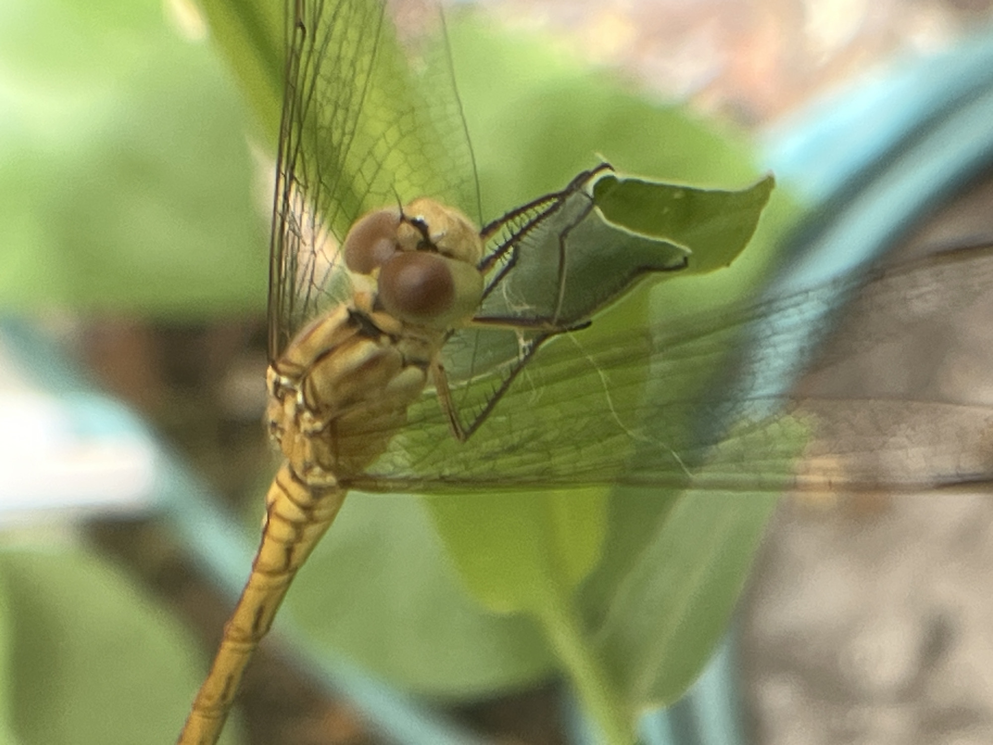 A close-up, slightly blurred, overhead shot shows a yellow dragonfly resting on a green leaf. The dragonfly's body is segmented with dark stripes. Its large, compound eyes are reddish-brown. One of its wings is clearly visible, showing a delicate, veined pattern. The background is out of focus, with shades of green, light blue, and beige, suggesting an outdoor setting. There is no identifiable location in the city of Krasnyye Barrikady, Russia.