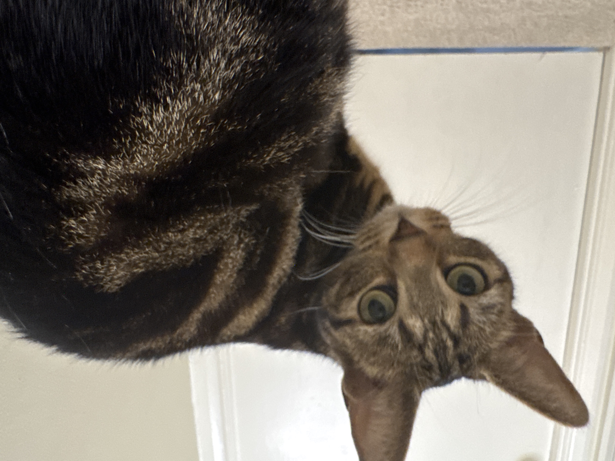 A close-up, upside-down shot features a tabby cat. Its dark, striped fur occupies the upper left portion of the frame. The cat's head, positioned in the lower-center, displays wide, green eyes and prominent whiskers. The background consists of a white wall, likely an interior space. There is no visible evidence to suggest the location is Desborough, United Kingdom.