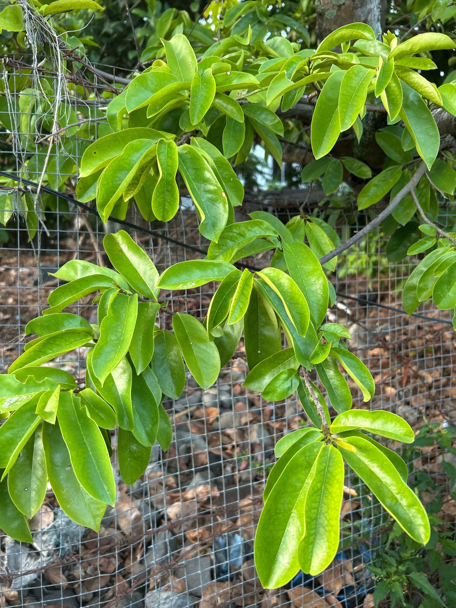 The image shows a close-up view of bright green leaves on a tree branch, with a wire mesh fence in the background. The leaves are glossy and have a slightly wavy texture, with some exhibiting yellowing along the edges, suggesting they are healthy and receiving ample sunlight. The fence is made of a fine grid of galvanized wire, with some areas showing signs of rust and age. Behind the fence, the ground is covered with small stones, dried leaves, and debris. The overall scene is likely an outdoor environment, possibly a garden or a yard in the city of Sabang, Indonesia, given the tropical foliage. The lighting suggests it is daytime, with sunlight filtering through the leaves. No people or animals are visible in the image, and there are no discernible actions or interactions taking place. The focus is on the natural elements of the leaves and the man-made barrier of the fence.