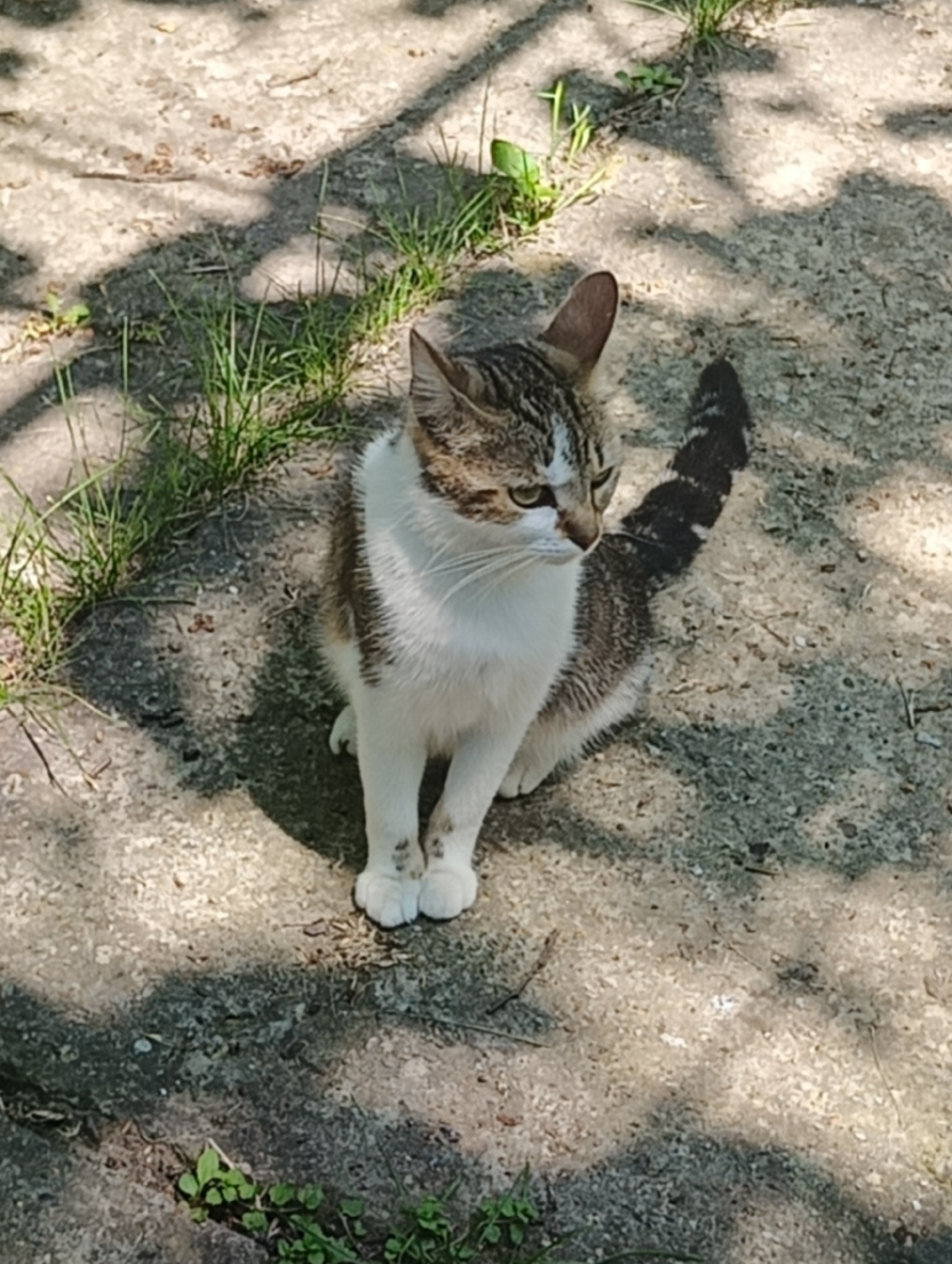 A domestic cat is captured sitting outdoors on a sunny day in Biliaivka, Ukraine. The cat is a tabby with distinct white markings, featuring a white chest, belly, and paws, while its head, back, and tail display brown and grey stripes. Its eyes are a light greenish-yellow. The cat is looking intently to its right (viewer's left), suggesting it is observing something beyond the frame of the photograph.
The setting appears to be a yard or pathway, with the cat resting on a light-colored, possibly concrete or paved surface. Patches of green grass grow sporadically through cracks in the pavement and along its edges. The bright sunlight creates strong, dappled shadows across the ground, indicating the presence of overhead foliage or a structure that casts partial shade. The scene conveys a peaceful, bright outdoor moment. No text is visible in the image.