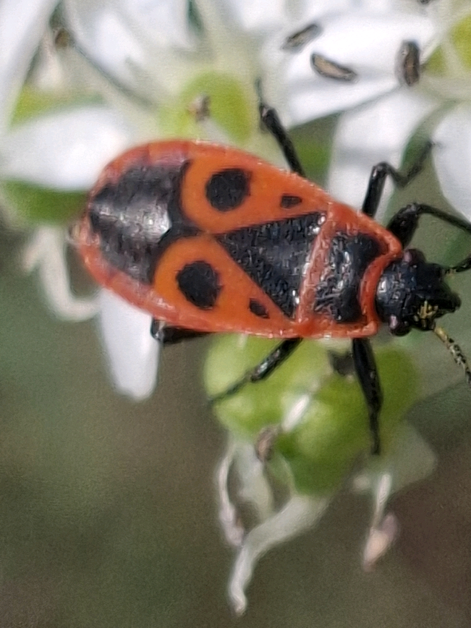 A close-up, macro photograph shows a red and black insect, likely a firebug, perched on a green plant with white flowers blurred in the background. The insect's red exoskeleton has distinct black markings, resembling an hourglass shape on its back. Its black legs and antennae are visible. The image is focused on the insect, with the surrounding plant life appearing soft and out of focus. The lighting suggests it is daytime, possibly in a garden or natural setting. There is no indication of any specific location within Almaty, Kazakhstan.