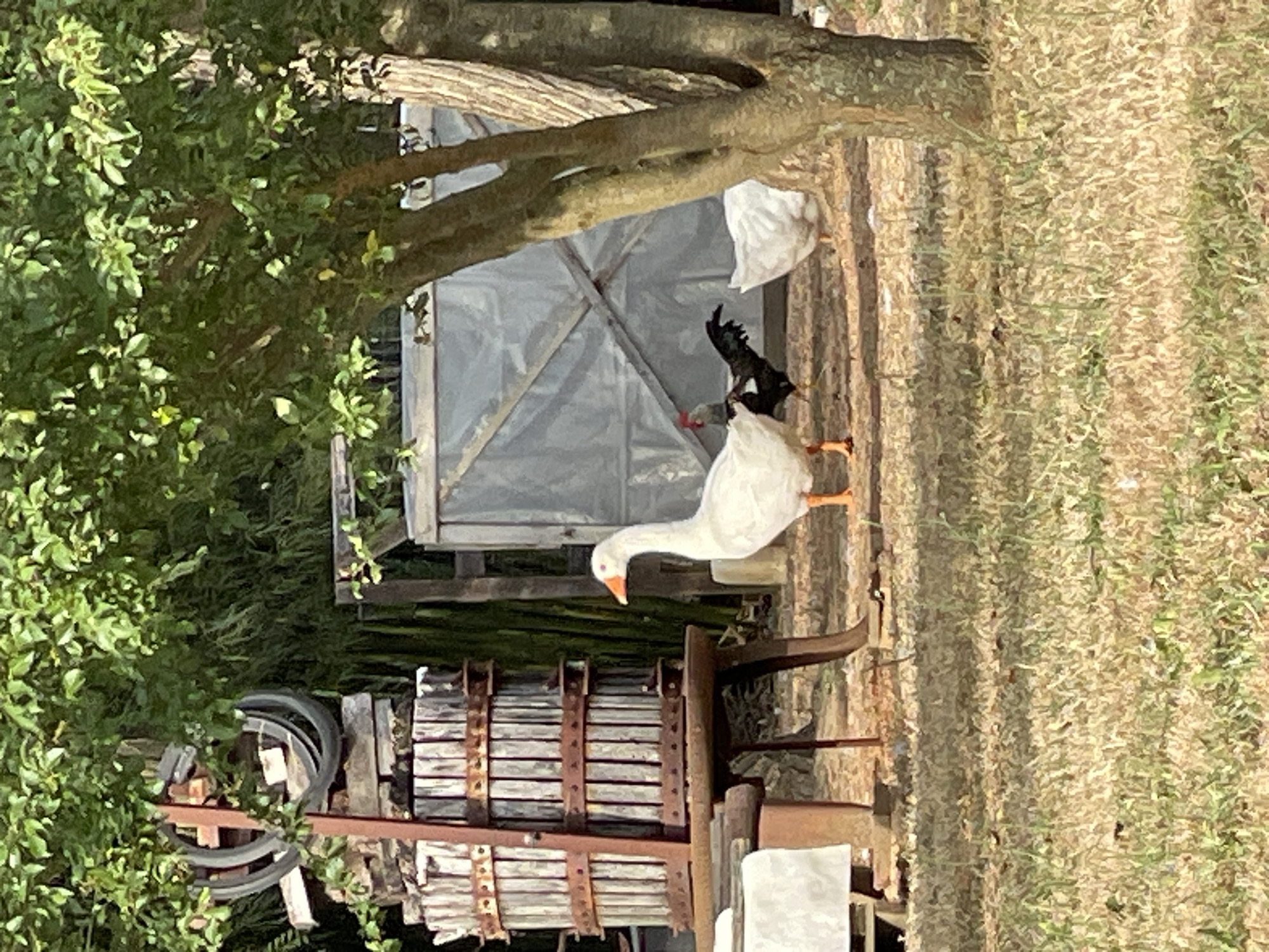 This outdoor, medium-shot photograph depicts a rural scene with farm animals and vintage agricultural equipment. A large, wooden wine press with metal bands stands prominently on the left side of the frame. The press is made of vertical wooden staves and has a rustic, weathered appearance. A white goose with an orange beak and legs stands in the foreground, facing right, with its body angled towards the viewer. In the middle ground, a black and white rooster is visible, partially obscured by the goose. To the right of the rooster, a white chicken or goose is partially visible. Behind the animals and the wine press, a large, translucent-covered structure with wooden crossbeams is situated. The ground is covered with dry grass and dirt. Lush green foliage from trees overhangs the scene, casting shadows and providing a natural canopy. The overall impression is one of a rustic, agricultural setting, possibly a farm or vineyard. The image was taken in Altopascio, Italy.