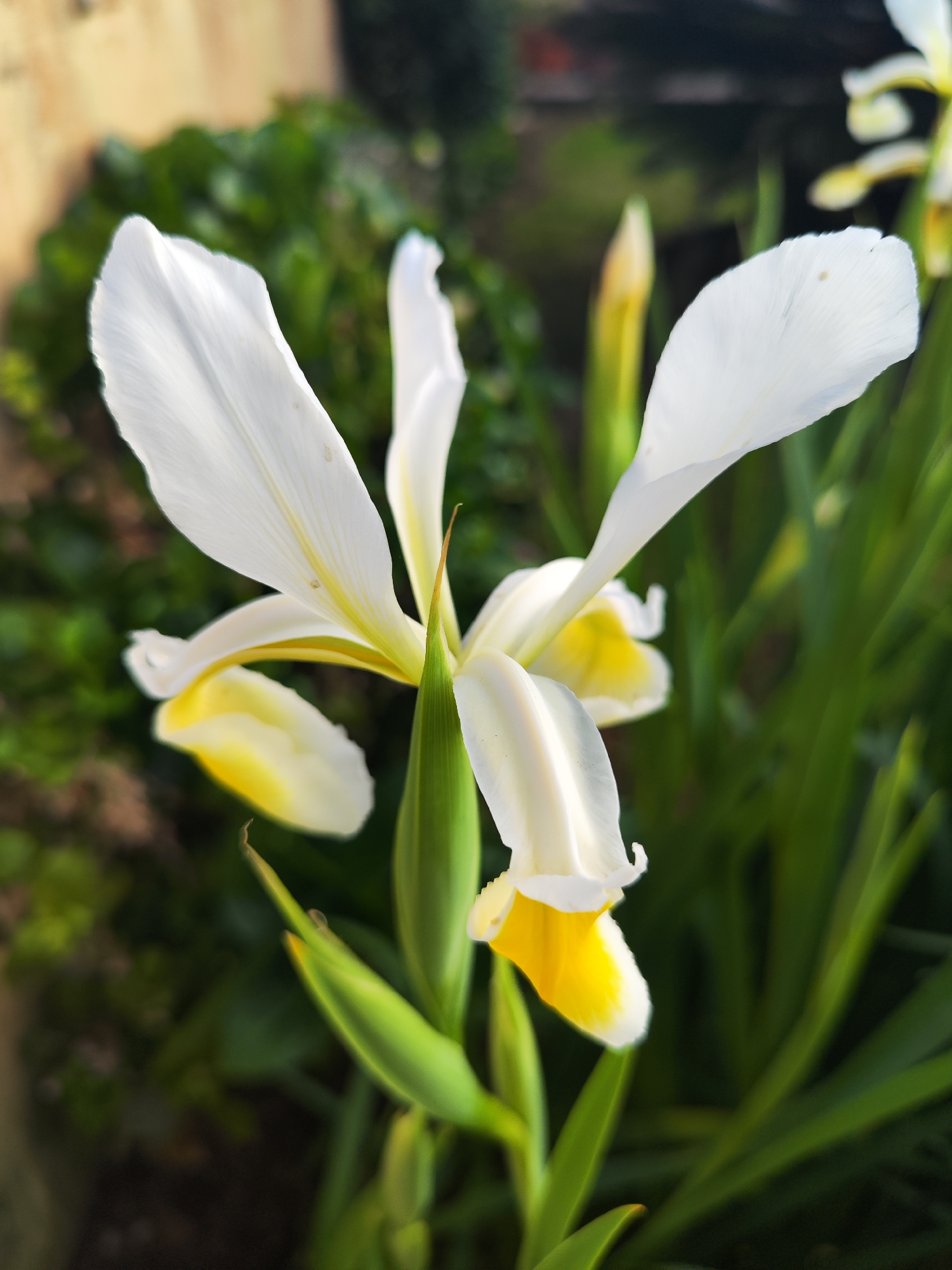 A close-up, ground-level shot depicts a white and yellow iris flower in full bloom. The flower has three large, white petals at the top and three smaller, yellow petals at the bottom. The flower is supported by a long, green stem. There are green leaves surrounding the flower, both blurry in the background and more sharply focused in the mid-ground. A small portion of a building or wall is visible in the blurred background.
I cannot confirm the location based on the visual information provided.