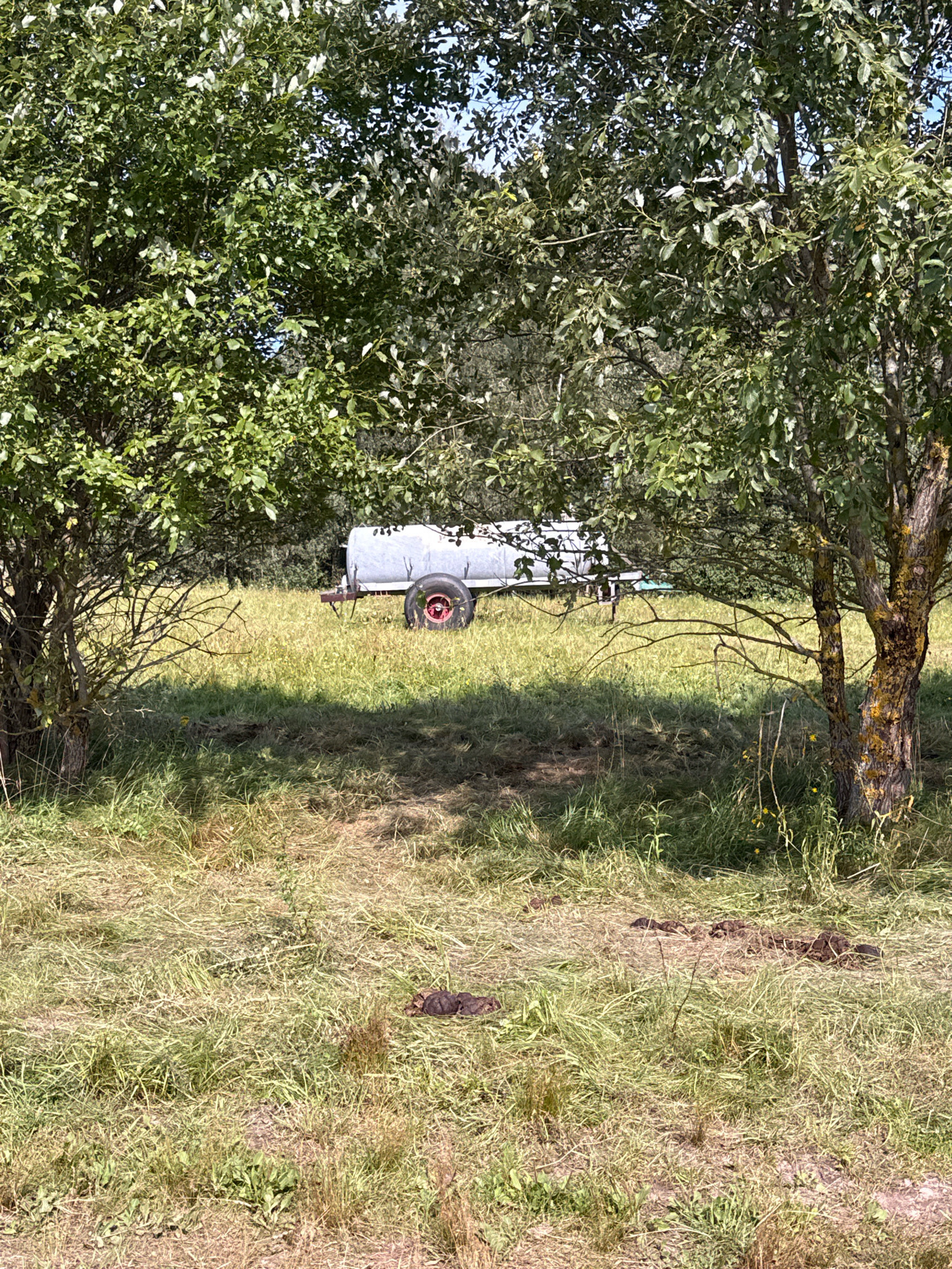 A rural scene in Galinė, Lithuania, captures a white cylindrical tank on a trailer parked in a grassy field under dappled sunlight. The trailer has a single wheel with a red rim. The field is surrounded by trees with lush green foliage, creating a natural, slightly overgrown environment. The ground is covered in a mix of dry and green grass. In the foreground, dark brown organic matter, possibly animal droppings, is visible on the ground. The overall impression is one of a peaceful, rustic setting.