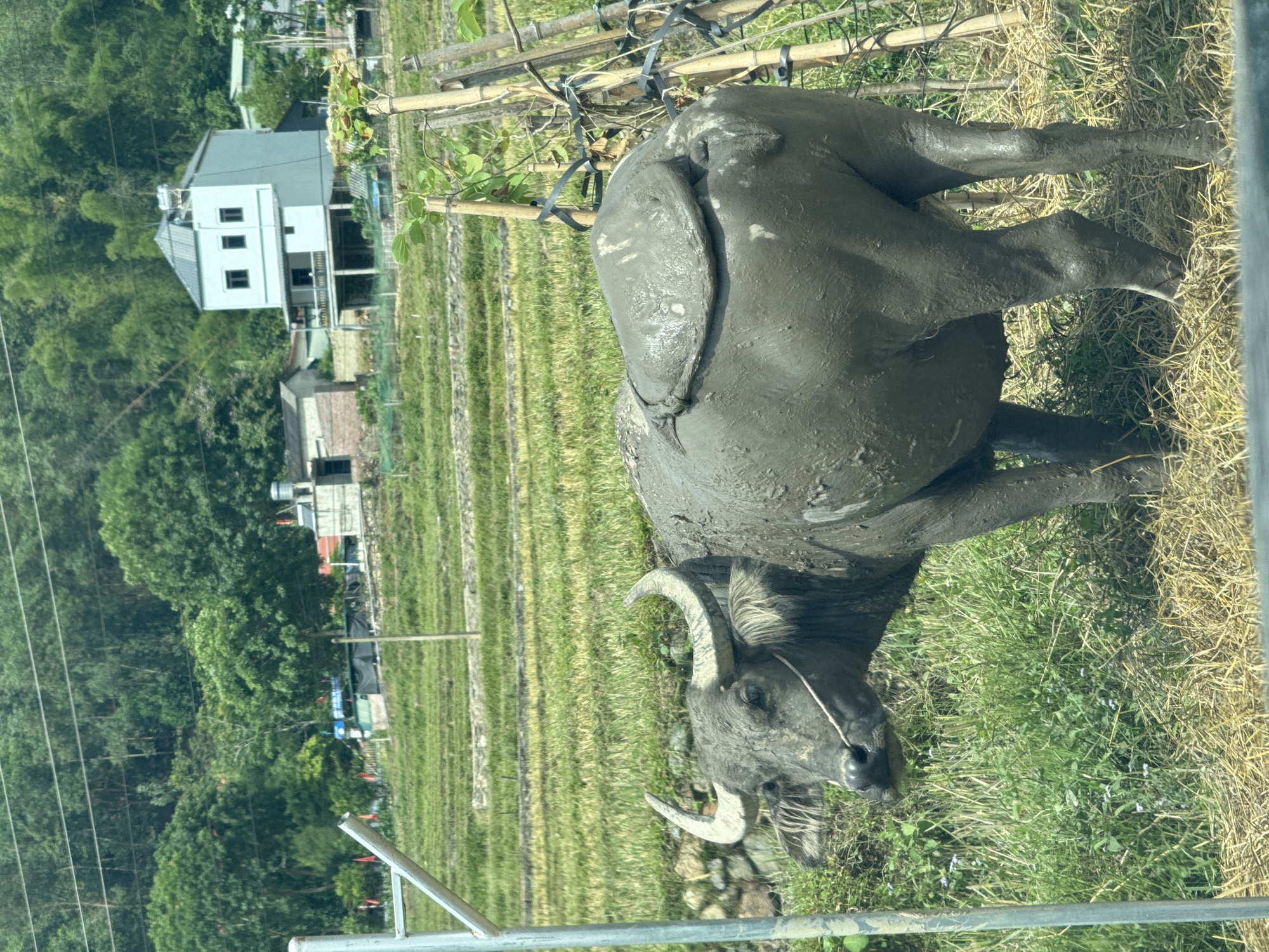 This image captures a serene rural landscape, likely in Than Uyên, Vietnam, centered around a water buffalo partially covered in mud. The dark grey buffalo, positioned prominently in the foreground, is seen from its left side, with its head turned towards the lower left. Its body, especially its back and legs, is heavily caked with dark, wet mud, indicating it has recently been in a mud wallow or working in wet agricultural fields. It possesses large, curved horns and a rope or harness is visible around its muzzle.
The buffalo stands on a patch of green grass interspersed with dry straw. Behind it, agricultural fields, possibly rice paddies, stretch into the middle ground, displaying distinct rows of green crops. A fence made of bamboo poles secured with black ties is visible behind the buffalo and to the right, suggesting a boundary or support structure for cultivation.
In the background, a dense expanse of green trees covers rolling hills or mountains. Several buildings are scattered throughout the scene; a distinctive modern-style white house with a grey roof and multiple windows stands out against the verdant backdrop on the left. Other smaller, more rustic structures are also visible further back. Power lines run horizontally across the far left of the image. A silver metal bar, possibly part of a fence or the frame of a vehicle, is present in the immediate foreground.
The scene is bathed in bright, natural light, indicating daytime on a clear, sunny day. The buffalo appears calm. No text is visible in the image.