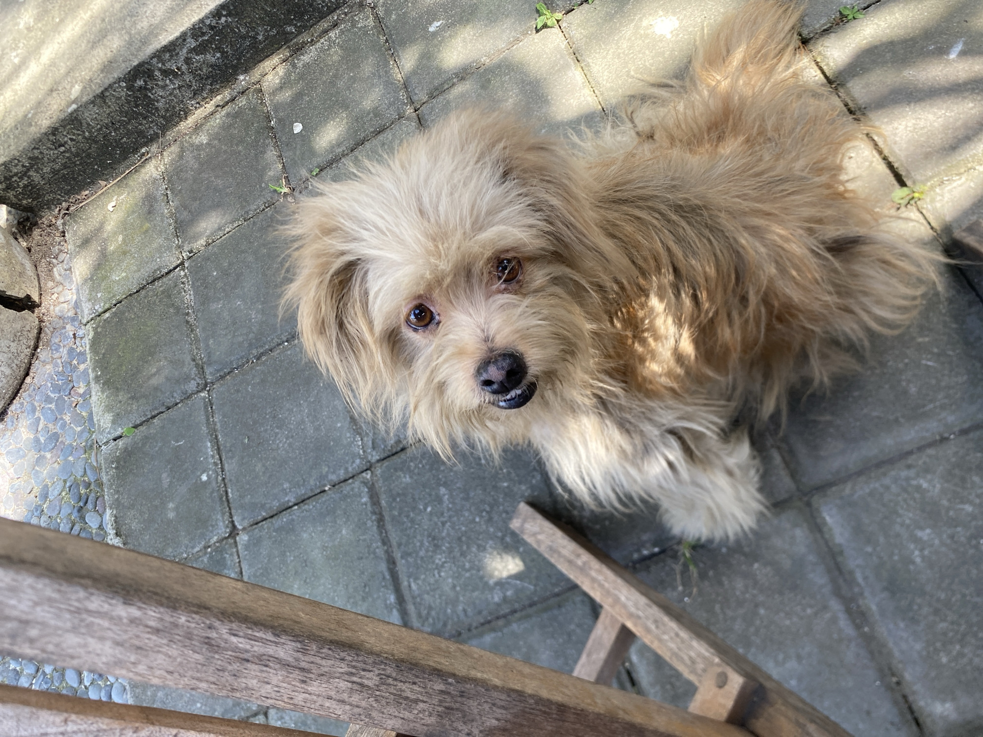 A light brown, shaggy dog is pictured from a high-angle perspective outdoors. The dog is sitting on a paved area made of large, square grey tiles. To the left of the dog, a portion of a wooden table or chair is visible. The dog's face is turned towards the camera, with its mouth slightly open, revealing its teeth. Its eyes are dark brown and appear to be looking upwards. Sunlight casts shadows on the pavement. The background shows more paved tiles and some small patches of greenery. There are no people visible in the image. The scene is likely a residential outdoor space or a cafe patio in Mengwi, Indonesia, suggested by the tropical sunlight and the style of paving stones.