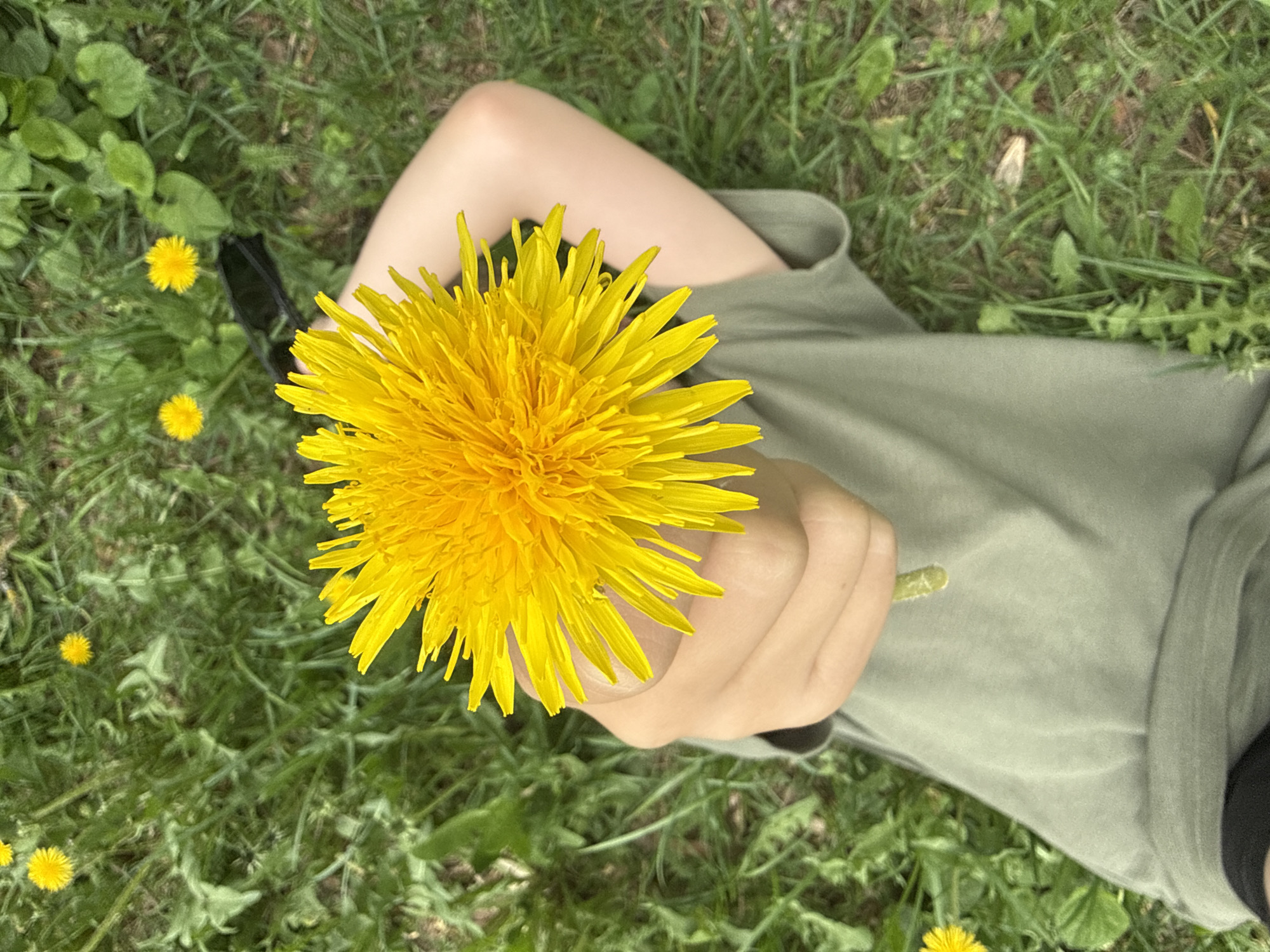 A person lies on a grassy lawn with scattered dandelions. The person is wearing a green shirt and has a dandelion held in their hand. A pair of black shoes is visible near their leg. The location appears to be a grassy area, possibly a park. This scene cannot be determined to be in the city of Dmitrov, Russia from the image.
