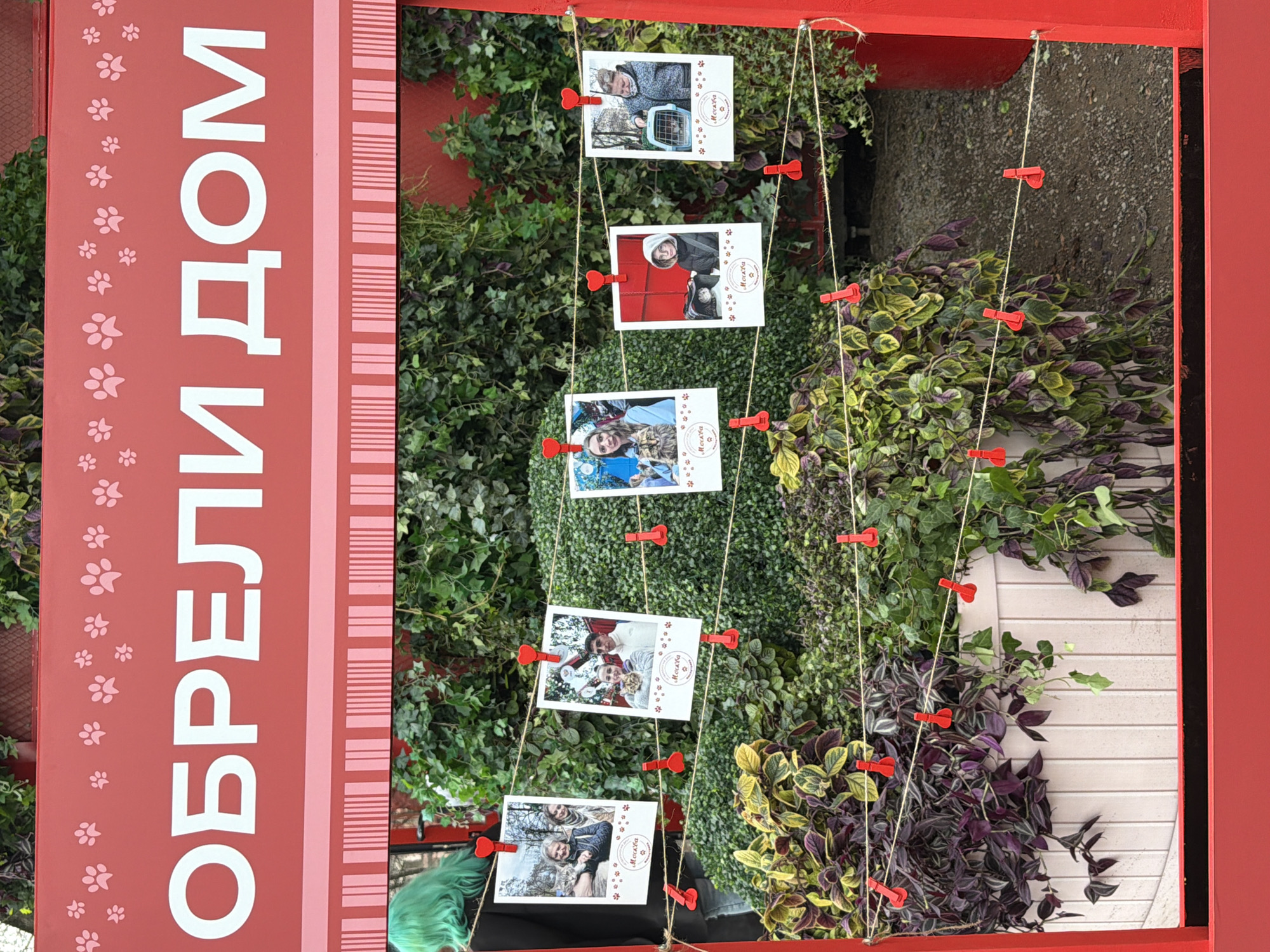 The image captures an outdoor display celebrating pet adoptions, likely in Moscow, Russia. A prominent vertical red sign on the left features white Cyrillic text "ОБРЕЛИ ДОМ" (OBRELI DOM), which translates to "Found a Home," adorned with pink paw print graphics.
Below this sign, several instant-style photographs are strung horizontally across multiple lines, held by small red heart-shaped clothespins. Each photo depicts individuals—adults and children—happily posing with an animal, typically a cat or a small dog, often in a carrier or being held. These images signify successful pet adoptions. The word "Москва" (Moskva), meaning "Moscow," along with paw print icons, is visible on the bottom right corner of the photos.
The background consists of a vibrant mix of green and purple leafy plants, suggesting a garden or landscaped area. The entire display is contained within a red frame structure. The scene is brightly lit by natural daylight. A person with green hair is partially visible at the bottom left, suggesting human presence near the display. The overall tone conveyed by the smiling faces and heart-shaped clips is one of warmth and happiness associated with pet companionship.