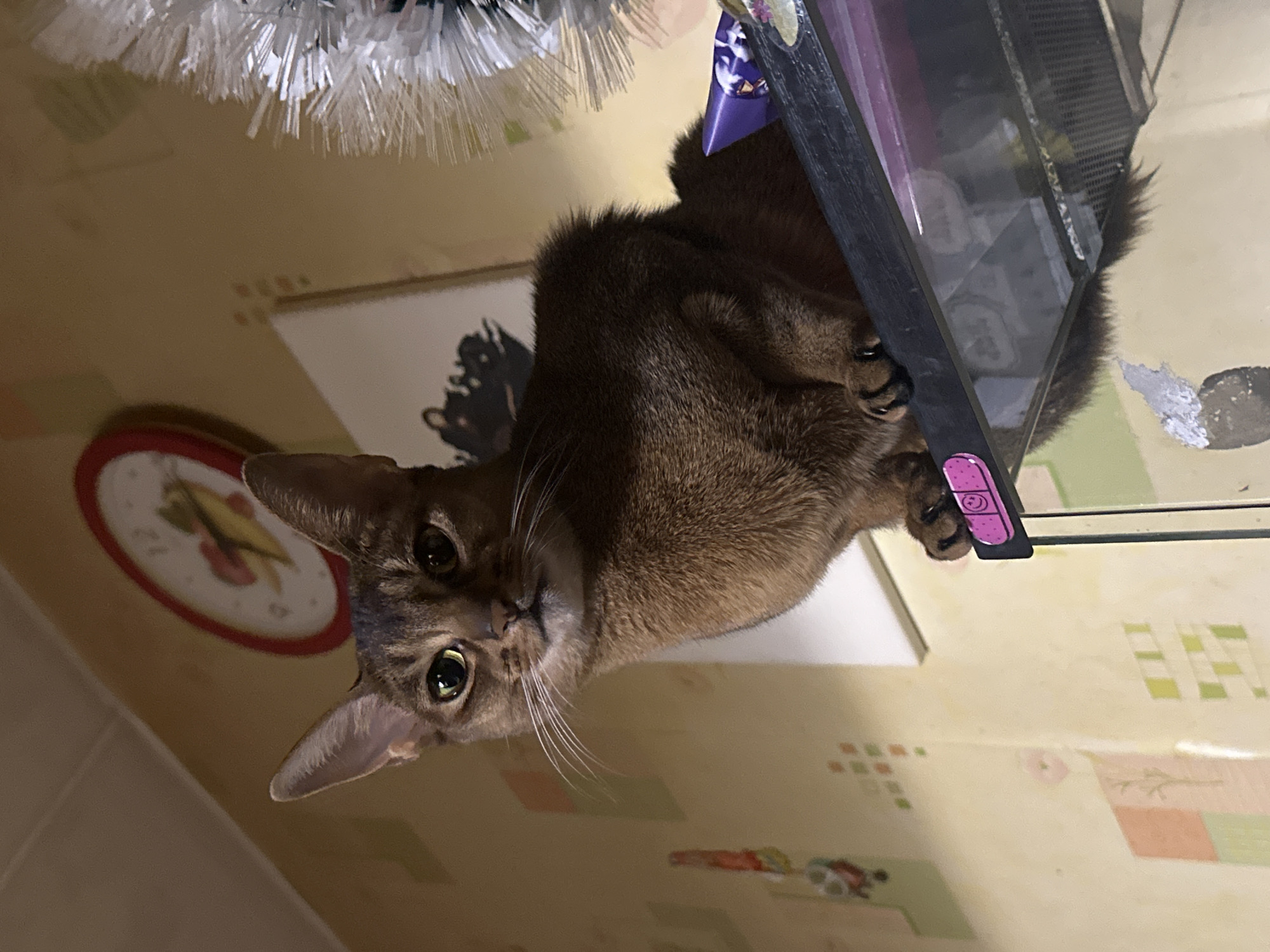 A brown Abyssinian cat is perched on a dark-framed object, possibly a TV stand or shelf, with its paws gripping the edge. The cat is looking down at the viewer. The background consists of a patterned wall, a red and white clock, and a white object with tinsel, potentially a holiday decoration. A purple object with a smiley face design is attached to the frame near the cat's paw. It appears to be in an interior space. The city is unknown and unidentifiable from this image.