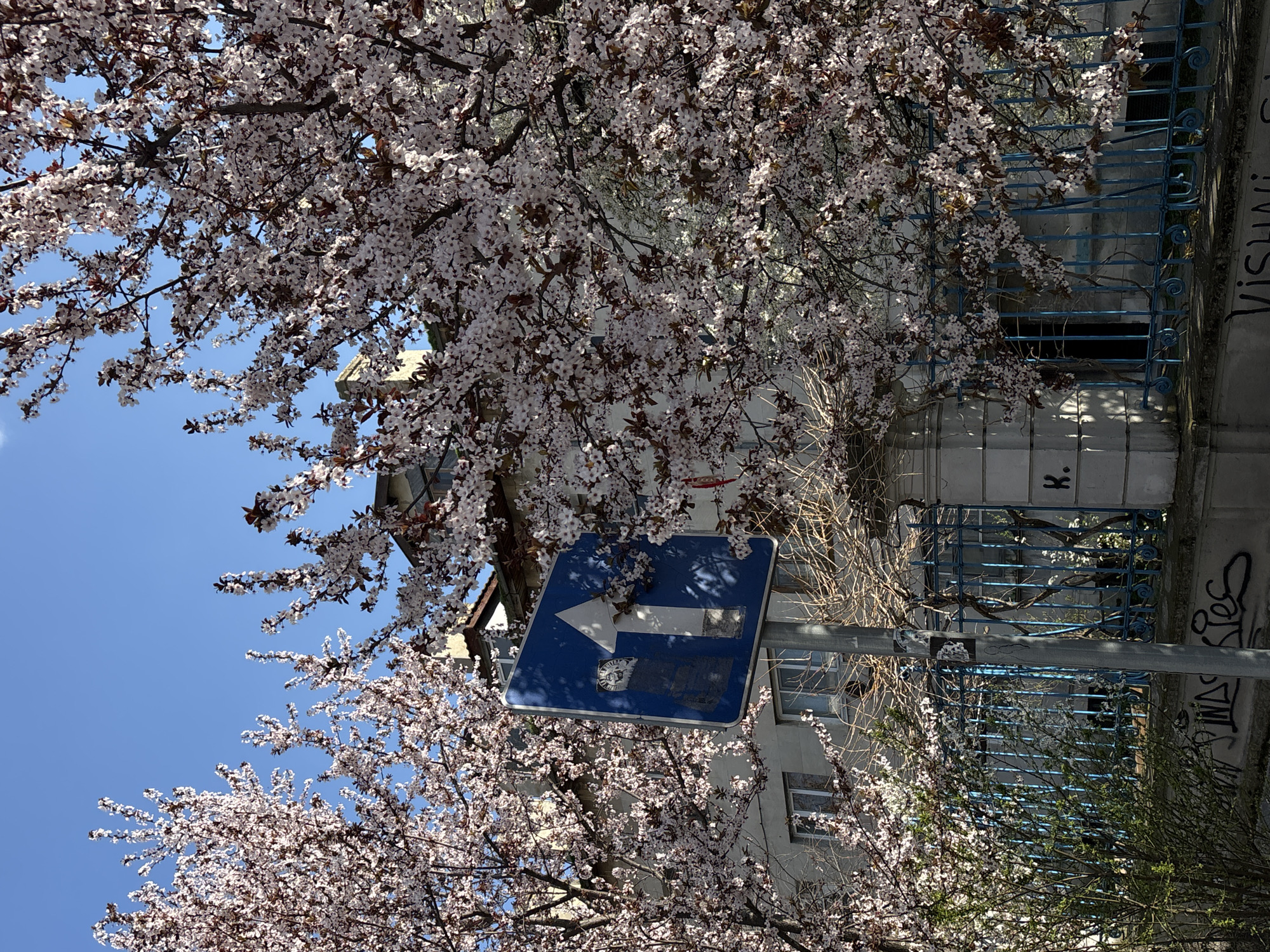 The image, rotated 90 degrees counterclockwise, shows a street scene in Varna, Bulgaria, marked by springtime blossoms and urban elements. A blue, square traffic sign with a white arrow pointing left is mounted on a gray metal pole. The sign shows signs of wear, with the remnants of stickers or markings. The building behind the sign is a light-colored, possibly concrete or stone, structure with windows. Graffiti is visible on the building’s wall next to a blue wrought iron fence. White or pink cherry blossoms are prominent in the foreground, partially obscuring the scene and indicating a blossoming tree. The sky is clear blue.