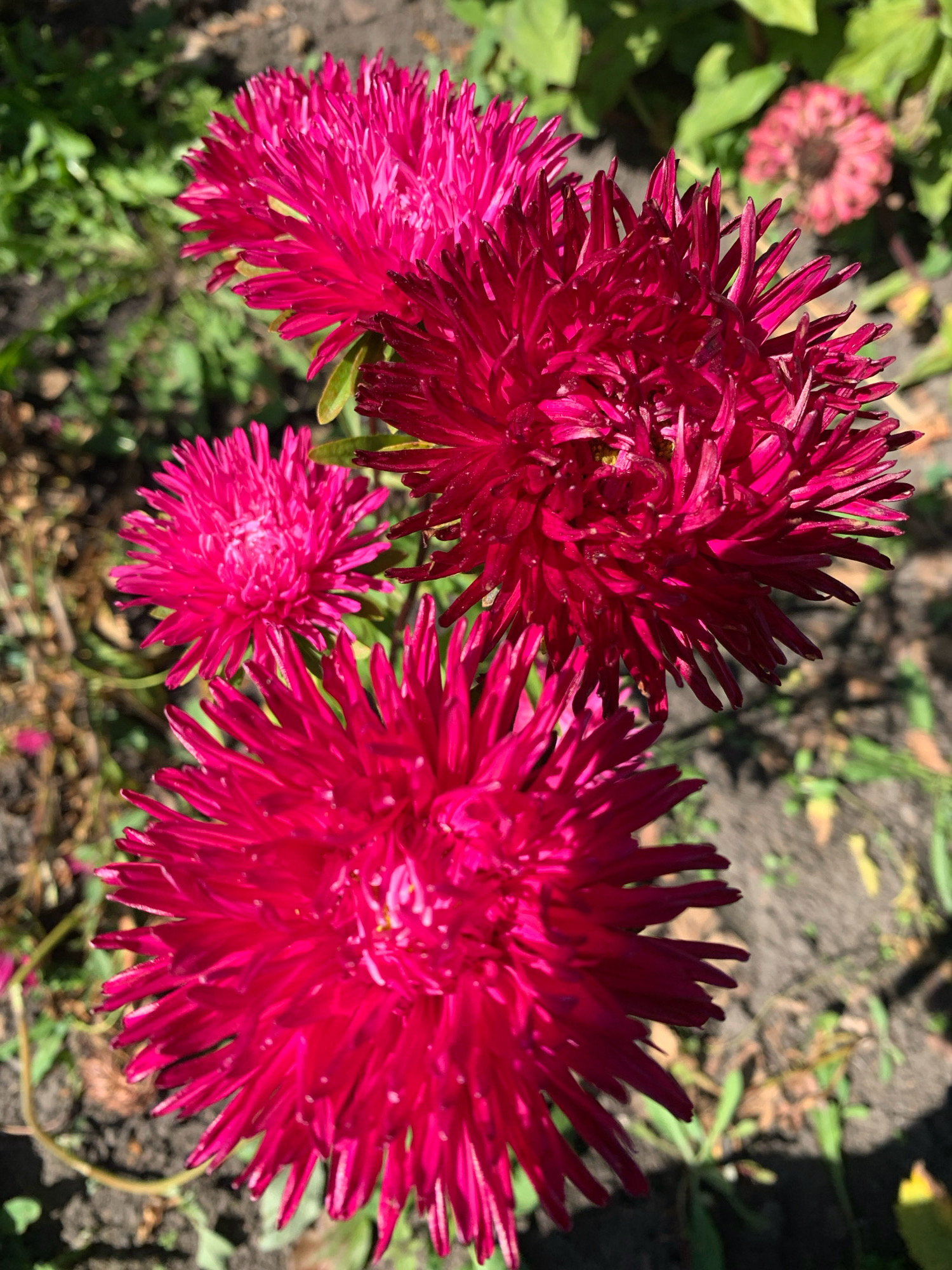 This is a close-up, vertical, eye-level, outdoor photograph of three bright pink aster flowers in the city of Novostroika, Russia. The flowers are in sharp focus, with their petals radiating outwards. The background is softly blurred, showing green foliage and a dry, earthy ground. There is also a blurred, faded pink flower in the upper right portion of the image. The lighting suggests a sunny day, with shadows cast on the ground.