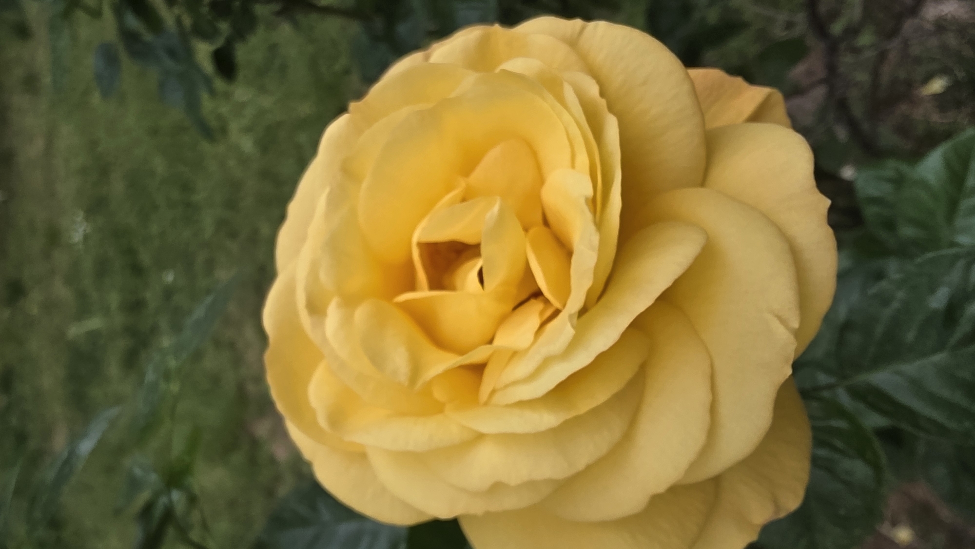 A close-up photograph showcases a fully bloomed, yellow rose set against a blurred background of greenery. The rose is the focal point, with its petals densely layered and forming a symmetrical, rounded shape. The petals exhibit subtle variations in tone, adding depth and texture to the flower. The background consists of indistinct green foliage and possibly grass, creating a natural setting for the rose. The photograph was possibly taken in a garden, but there is no way to know for sure if the photograph was taken in Blagoevgrad, Bulgaria.