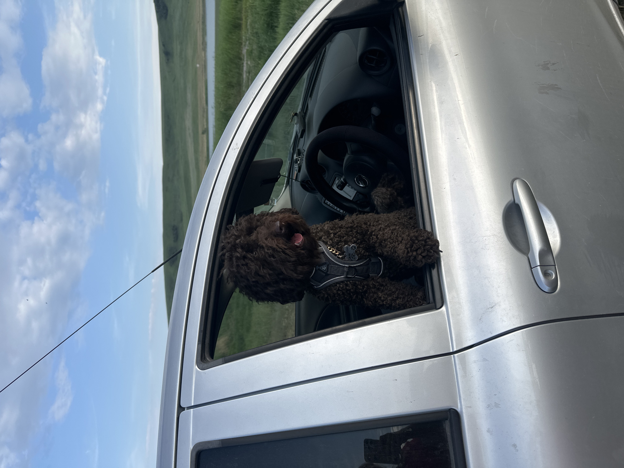 A medium shot captures a brown, curly-haired dog with its head and front paws out of the driver's side window of a silver sedan. The dog is wearing a dark harness with a small tag. The car's interior, including the steering wheel, is visible. Outside the car, a grassy hillside meets a body of water under a cloudy blue sky. The image appears to be taken in a rural or natural setting.