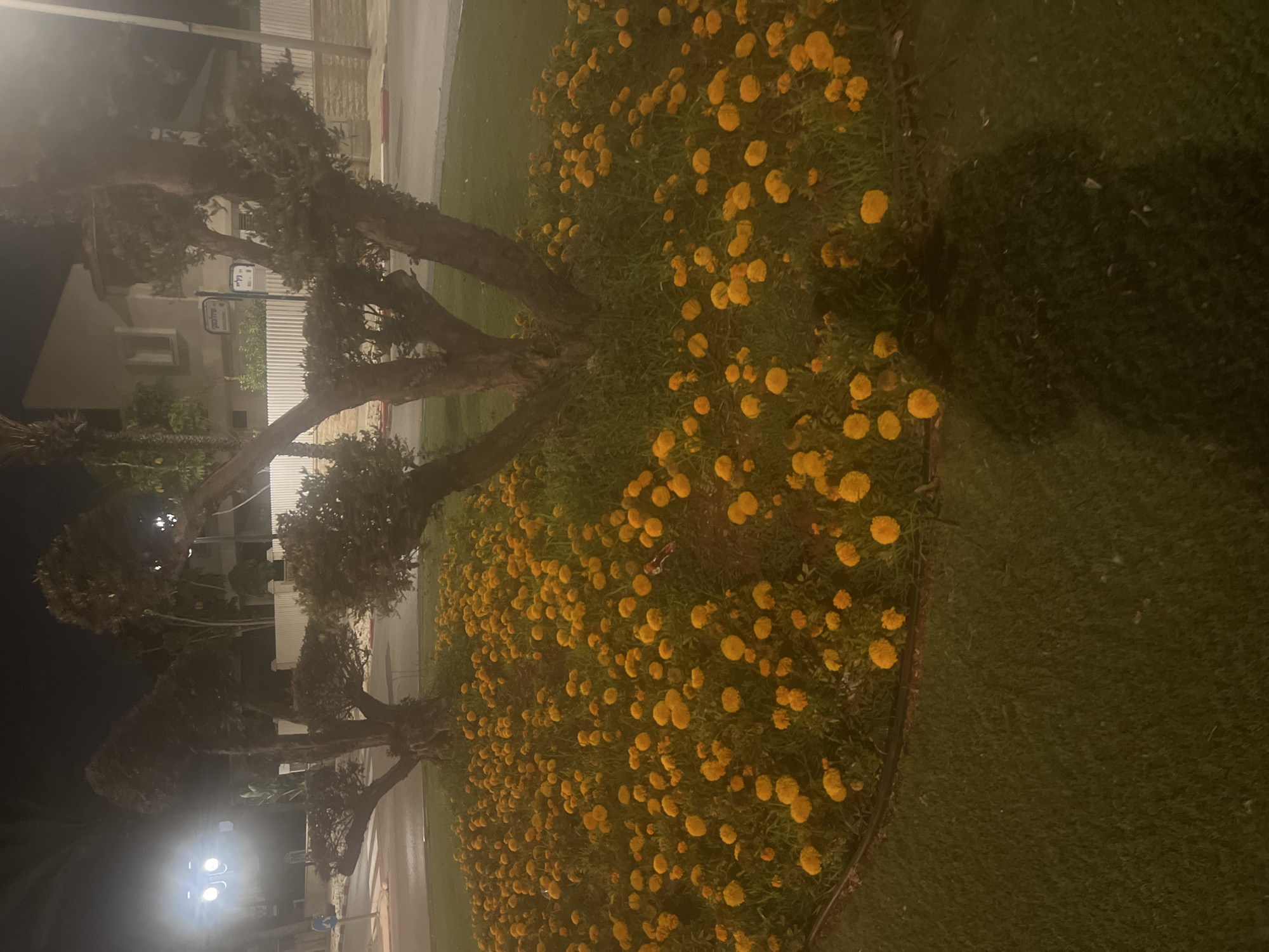This image depicts a nighttime scene in the city of Or Akiva, Israel, focusing on a flowerbed filled with blooming yellow marigolds surrounding the base of a pruned tree. The scene appears to be located on a street or sidewalk, indicated by a paved road and curb visible in the background. Streetlights illuminate the area, casting a warm glow on the flowers and casting shadows. A silhouette of a person is visible in the lower right portion of the frame, suggesting the photographer's presence. Signs, possibly indicating street names, are present in the background, but are too blurry to be deciphered. The overall atmosphere is peaceful, with the vibrant yellow flowers creating a striking contrast against the dark night.