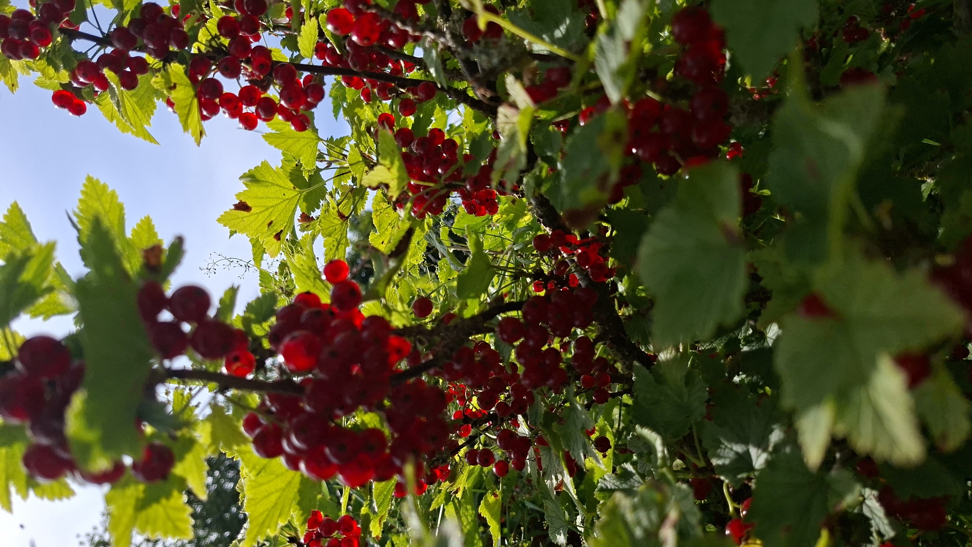 A close-up, eye-level shot captures a cluster of red currants on a bush, with lush green leaves and branches filling the foreground and midground. The berries are ripe and plump, some appearing to glisten with dew. In the background, a clear blue sky is visible, with a hint of distant greenery suggesting an outdoor, natural setting. The overall impression is one of vibrant natural growth. The image appears to have been taken in the Сваткаўскі сельскі Савет, Belarus.