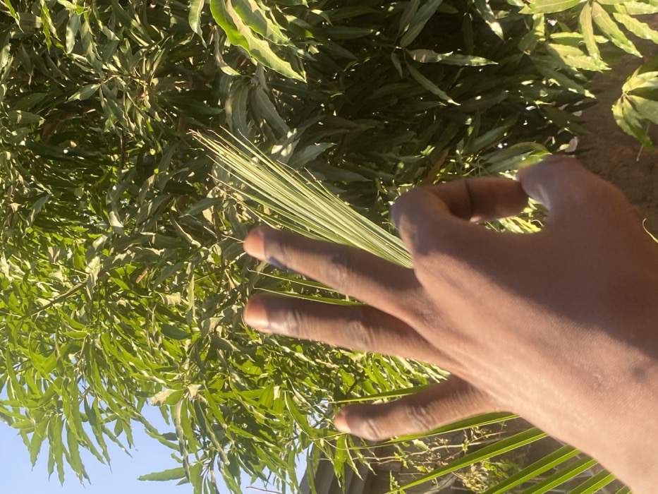 A close-up shot depicts a brown-skinned human hand holding a palm leaf against a backdrop of lush green foliage. Sunlight illuminates the scene, casting shadows across the hand and leaves. The hand's fingers are slightly spread, gently grasping the palm leaf's slender fronds. The background vegetation includes mango leaves and other plant life, contributing to a dense and vibrant natural setting under a bright sky.