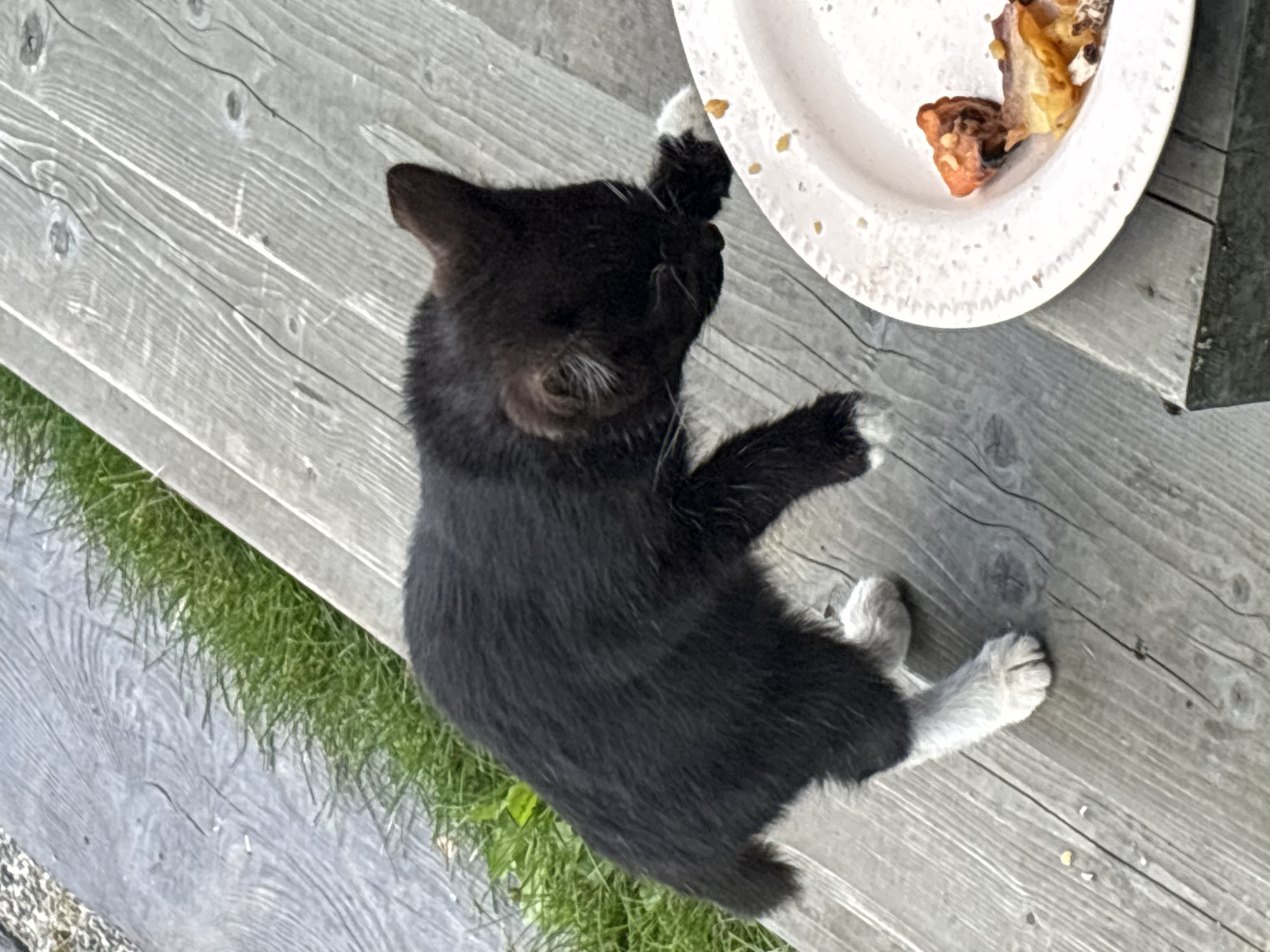 A black and white kitten is standing on wooden planks next to a paper plate with food scraps. The kitten is leaning over the plate, sniffing or reaching for the food with its paw. Green grass is visible in the background. The scene appears to be outdoors. The location in Zvenigorod, Russia is not discernible from the image.
