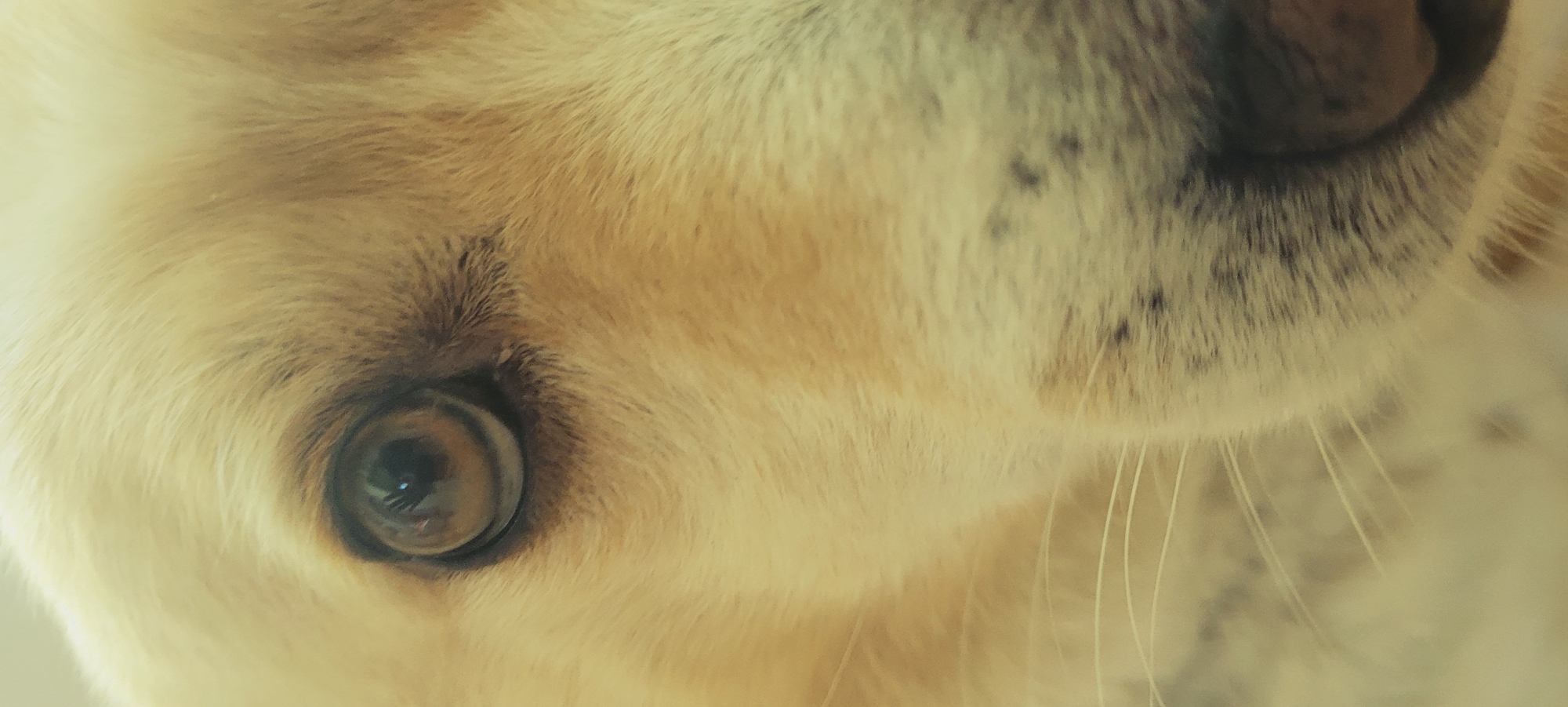 A close-up, vertical, eye-level shot shows a dog's left eye and muzzle. The dog has light-colored fur and a dark brown iris with a reflective pupil. The eye is surrounded by short, bristly hairs and longer, finer eyelashes. The muzzle area is covered in soft, tan fur with some darker speckles and a few prominent white whiskers extending to the left. The background is out of focus and appears to be a plain, light-colored surface. The overall lighting is soft and diffused.