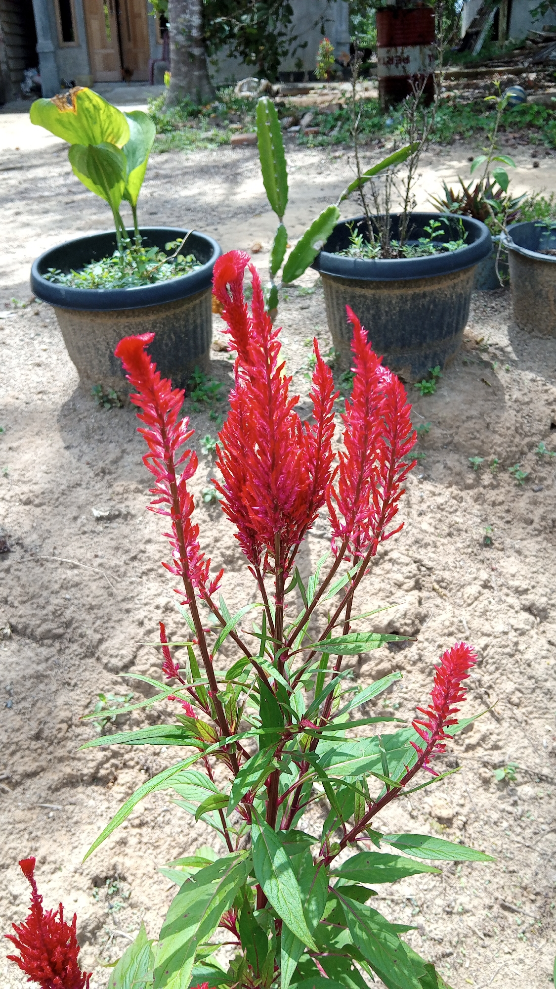 In Kebonbaru, Indonesia, a close-up shot focuses on a cluster of vibrant red celosia flowers in the foreground. The flowers are characterized by their plume-like structure, with numerous small florets forming a dense, feathery appearance. The stems and leaves of the celosia plant are a deep green, with hints of red on the stems. Behind the celosia, several potted plants are visible, including a large green plant with broad leaves in a black pot on the left, and a cactus with segmented green stems in another black pot to the right. Further in the background, more potted plants and a rustic building with a wooden door and windows can be seen. The ground is covered in light-colored sand and small patches of grass. The overall scene suggests an outdoor garden setting.