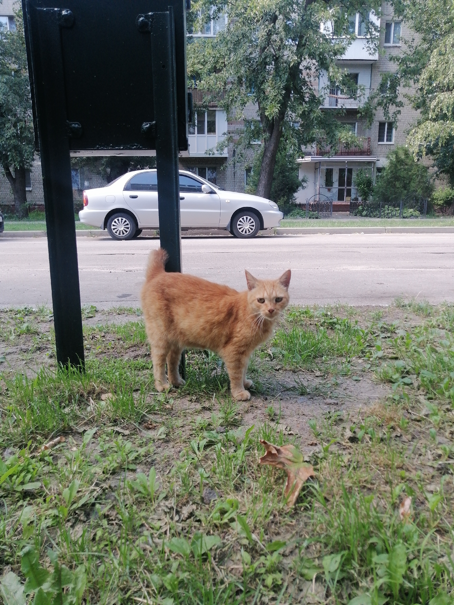 An orange cat stands on a grassy patch next to a street in Kremenchuk, Ukraine. The cat is facing the camera and appears to be looking at the viewer. Behind the cat, a white car is parked on the side of the road, with a multi-story building in the background. The environment is urban, with trees and streetlights visible. The scene appears to be captured during daylight.