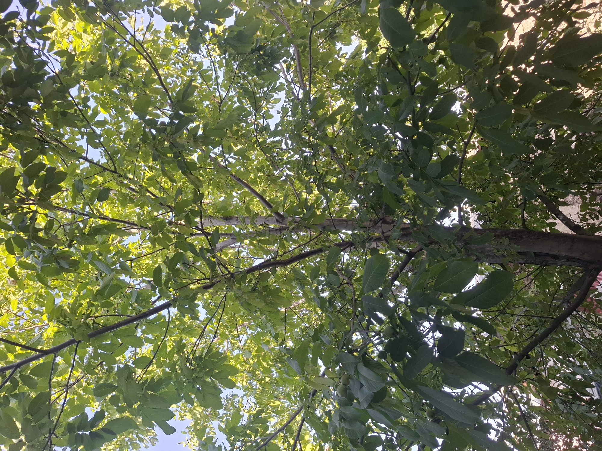 This is a low-angle, upward-facing photograph of a dense green tree canopy with a clear blue sky visible through the leaves. The tree appears to be a walnut tree, evidenced by the presence of several green, immature walnuts scattered among the leaves. Sunlight filters through the leaves, creating a dappled effect and highlighting the vibrant green foliage. The trunk of the tree is partially visible on the right side of the frame, showing rough bark. In the background, hints of buildings with brickwork and possibly rooftops can be discerned, suggesting an urban or suburban setting within Almaty, Kazakhstan. The overall impression is one of lush, natural growth within a populated area.