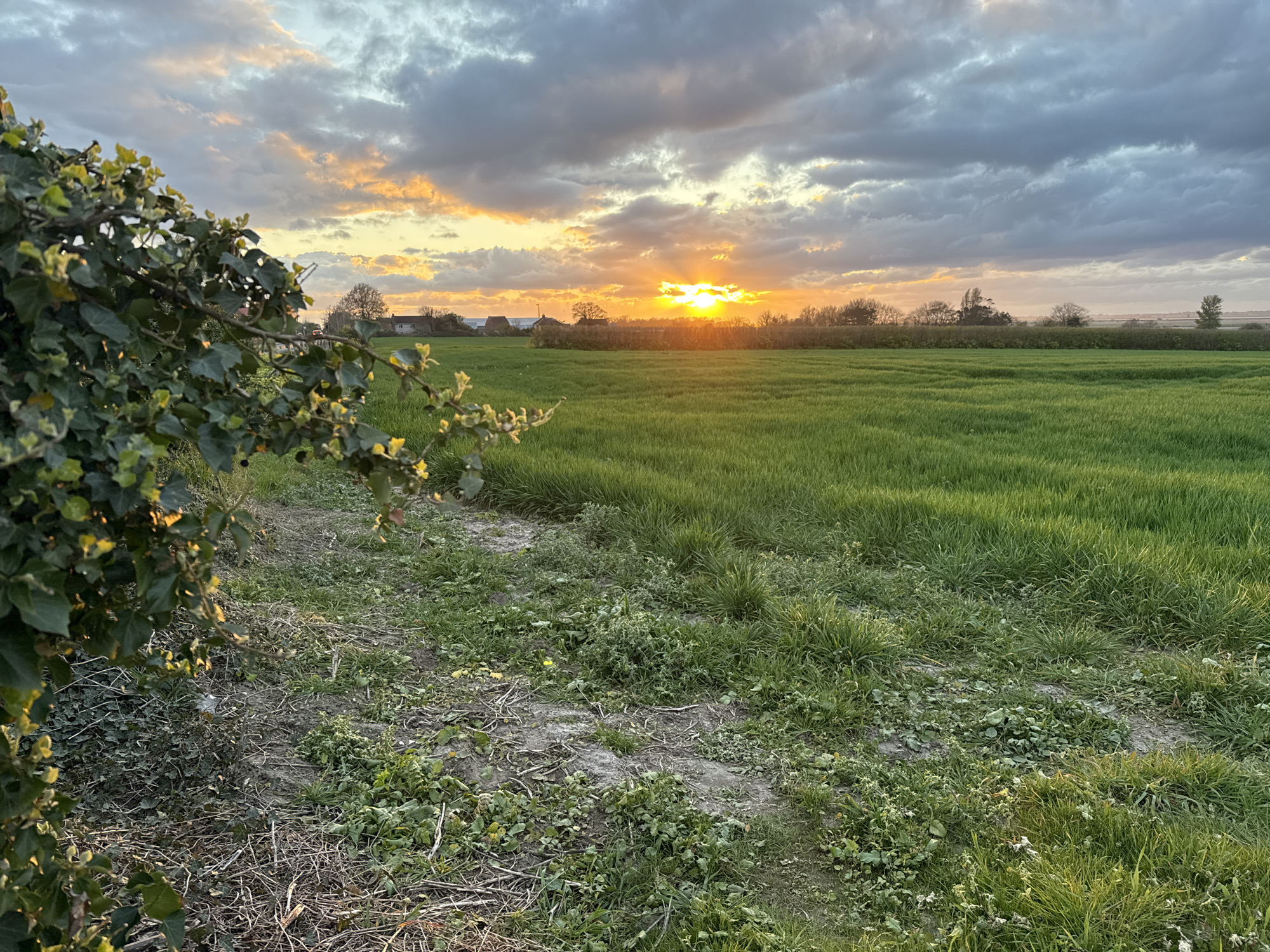 The image depicts a rural scene at sunset, likely located near Gorleston-on-Sea, United Kingdom, given the landscape and environmental cues. A field of green grass occupies the central and right portion of the image, while the foreground features a patch of rougher ground with sparse vegetation and dried leaves. A bush with green leaves and small yellow flowers is visible on the left side of the frame. In the distance, the setting sun casts a warm glow over the horizon, partially obscured by clouds. Structures resembling houses and trees are silhouetted against the bright sky. The sky itself is filled with a mix of gray and orange-tinted clouds. There are no people visible in the image.