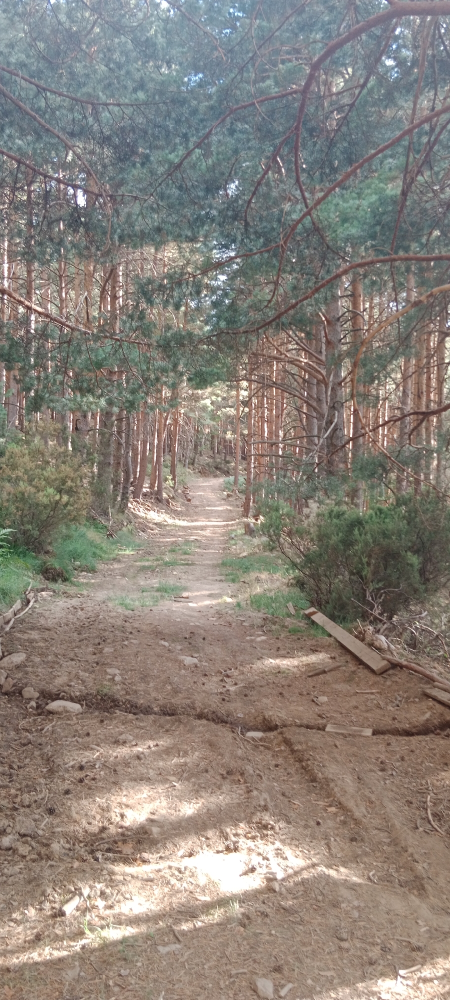 The image depicts a sun-dappled dirt path winding through a pine forest. The path is uneven and appears to be slightly eroded in places, with loose soil and scattered pine needles. Flanking the path are dense stands of tall pine trees with rough bark and a canopy of green needles. The sunlight filters through the branches, creating dappled patterns on the ground. To the left of the path, there is some low-lying green vegetation and what appears to be a small section of wooden planking. Further along the path, the forest continues, with the trees receding into the distance. The overall impression is one of a natural, somewhat wild environment, characteristic of a forest trail.