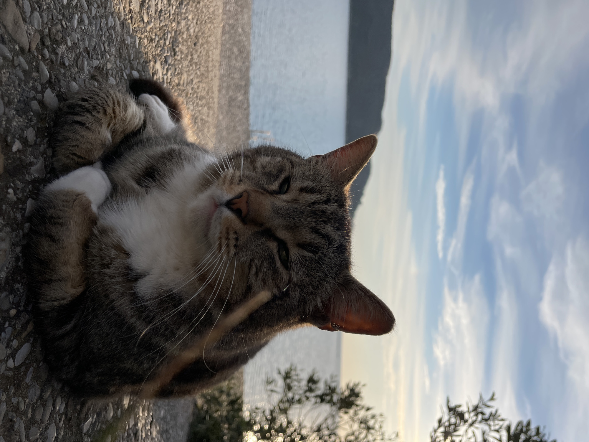 A domestic short-haired cat with a brown and black tabby coat, complemented by white markings on its chest, chin, and front paws, rests on a pebbled surface. Its eyes are partially closed, and its front paws are tucked beneath its body. The cat occupies the lower-center foreground. Behind the cat, a calm body of water extends towards a distant landmass of hills or mountains under a partly cloudy sky. Diffused sunlight from the right illuminates the scene, highlighting the cat's right ear and creating reflections on the water. A blurred, sunlit shrub is visible on the far right. The location is a coastal area in Budva, Montenegro, consistent with the visual elements of sea and mountainous terrain.