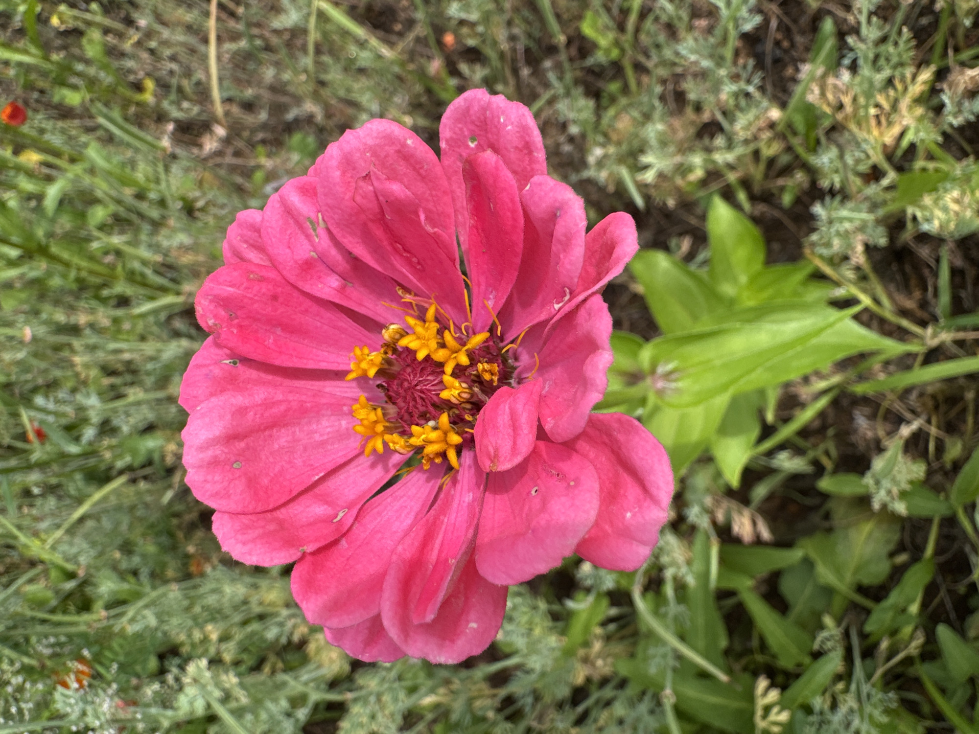 A close-up, vertical, eye-level shot shows a vibrant pink zinnia flower in full bloom, centered in the frame. The flower's petals are a rich, saturated pink with subtle variations in shade and delicate, slightly curled edges. At the heart of the zinnia, a cluster of bright yellow stamens stands out against a darker, reddish-purple center. The flower is supported by a sturdy green stem and lush green leaves, which are slightly out of focus.
The background is a naturalistic setting with a profusion of green foliage, suggesting a garden or natural landscape. Hints of other, less distinct plants and some blurred red elements, possibly other flowers, are visible in the soft-focus background. The lighting appears to be natural daylight, casting soft shadows and highlighting the texture of the petals. The overall impression is one of natural beauty and growth.
The location is stated as the city of Мичуринское, Russia.