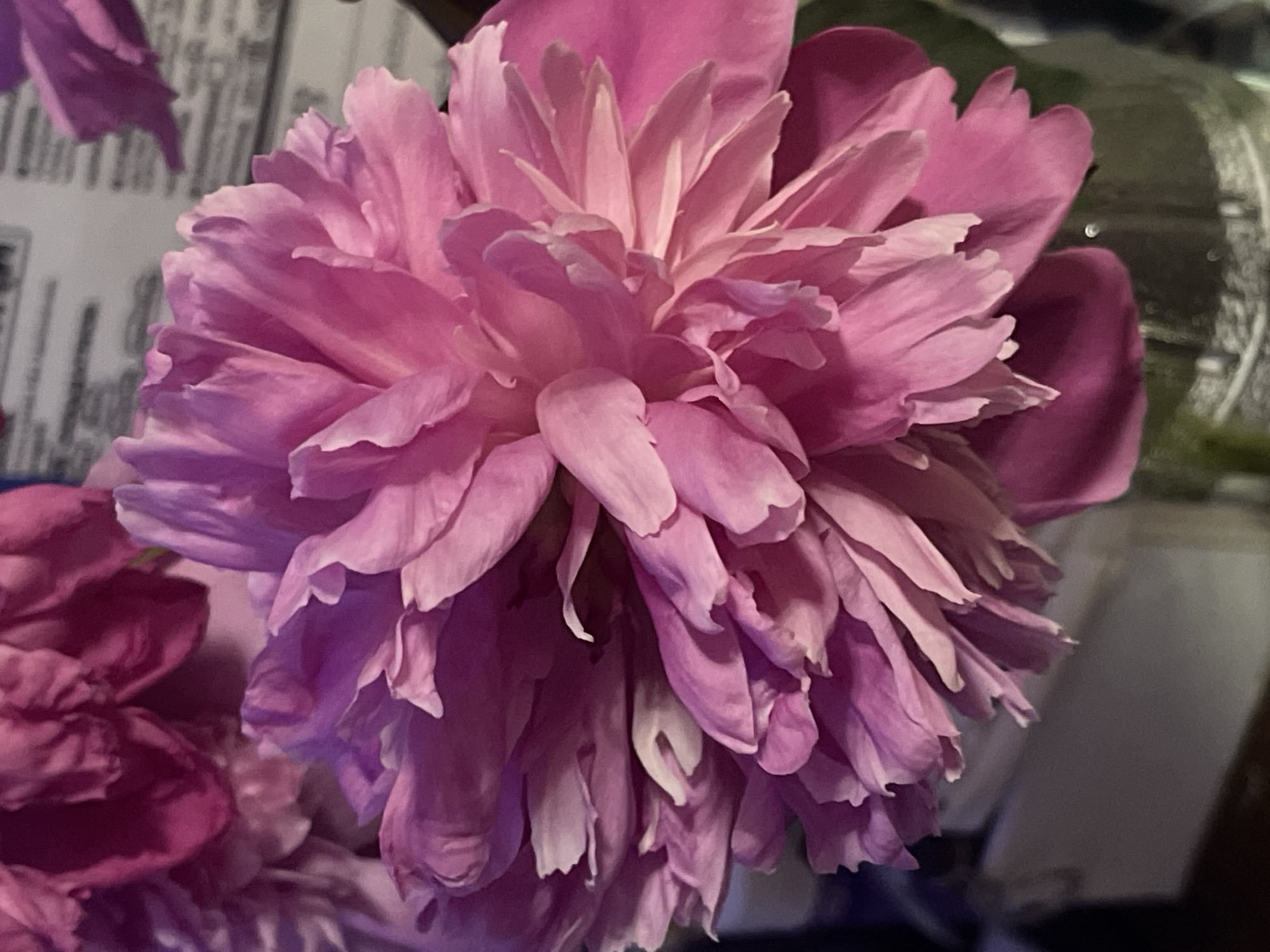The image displays a close-up of a vibrant pink peony flower. The petals are layered and ruffled, creating a full and textured bloom. The lighting is soft, highlighting the delicate curves and folds of the petals, with some areas appearing brighter and others in soft shadow. In the background, other out-of-focus peonies are visible, one appearing a deeper magenta hue. The overall impression is one of natural beauty and softness. There is no visible indication of location in Minsk, Belarus.