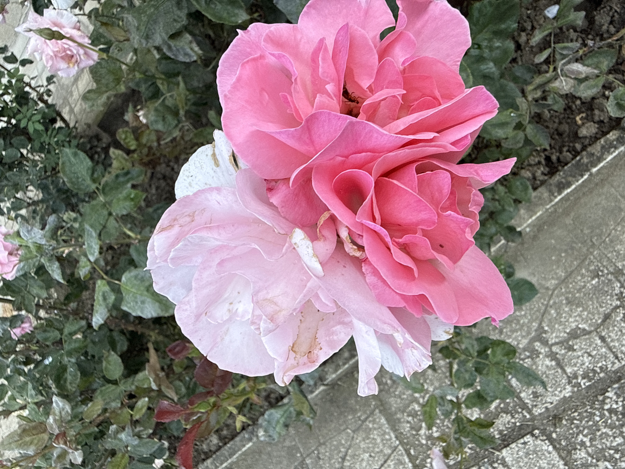 In the city of Unknown, Unknown, a close-up, high-angle shot reveals two delicate pink roses in full bloom, their petals layered and soft. One rose, positioned to the left, displays a lighter shade of pink transitioning to white, while the other, on the right, is a vibrant, richer pink. The roses are nestled amidst lush green foliage, with some leaves showing signs of age or dust. A grey, textured concrete path runs along the bottom left of the frame, contrasting with the organic beauty of the flowers and plants. The background is a blur of green leaves and hints of other pink flowers, creating a soft-focus effect that emphasizes the main subjects. The scene is still and natural, devoid of any human presence or discernible activity.