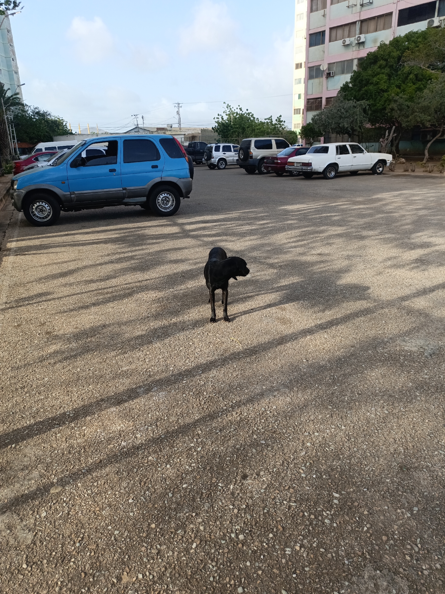 The image depicts an outdoor scene in what is likely Juan Griego, Venezuela. A black dog stands on a gravel-covered ground. Several cars are parked in the background, including a distinct blue SUV, and a white sedan. A multi-story building is visible in the upper right corner. The scene is well-lit, casting shadows from the trees and objects. The ground appears to be a parking area. There are no people clearly visible.
