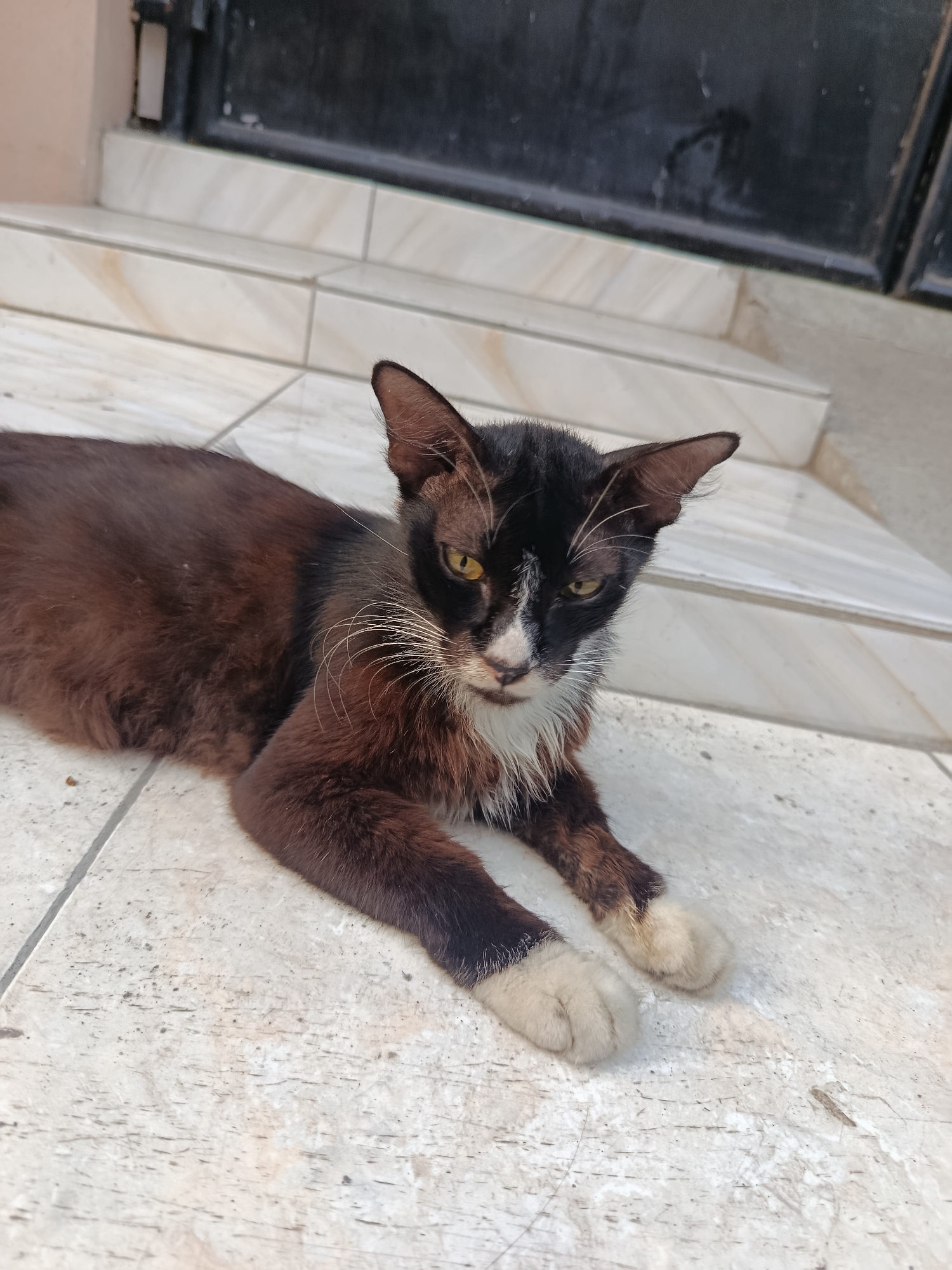 In Wanasari, Indonesia, a black and brown cat with white paws lies on a tiled outdoor floor. The cat is in the foreground, facing the camera with yellow eyes and white whiskers. The background shows a set of tiled stairs leading up to a dark doorway or gate. The lighting suggests it is daytime, with sunlight illuminating the scene. The environment appears to be residential or part of a building's entrance.