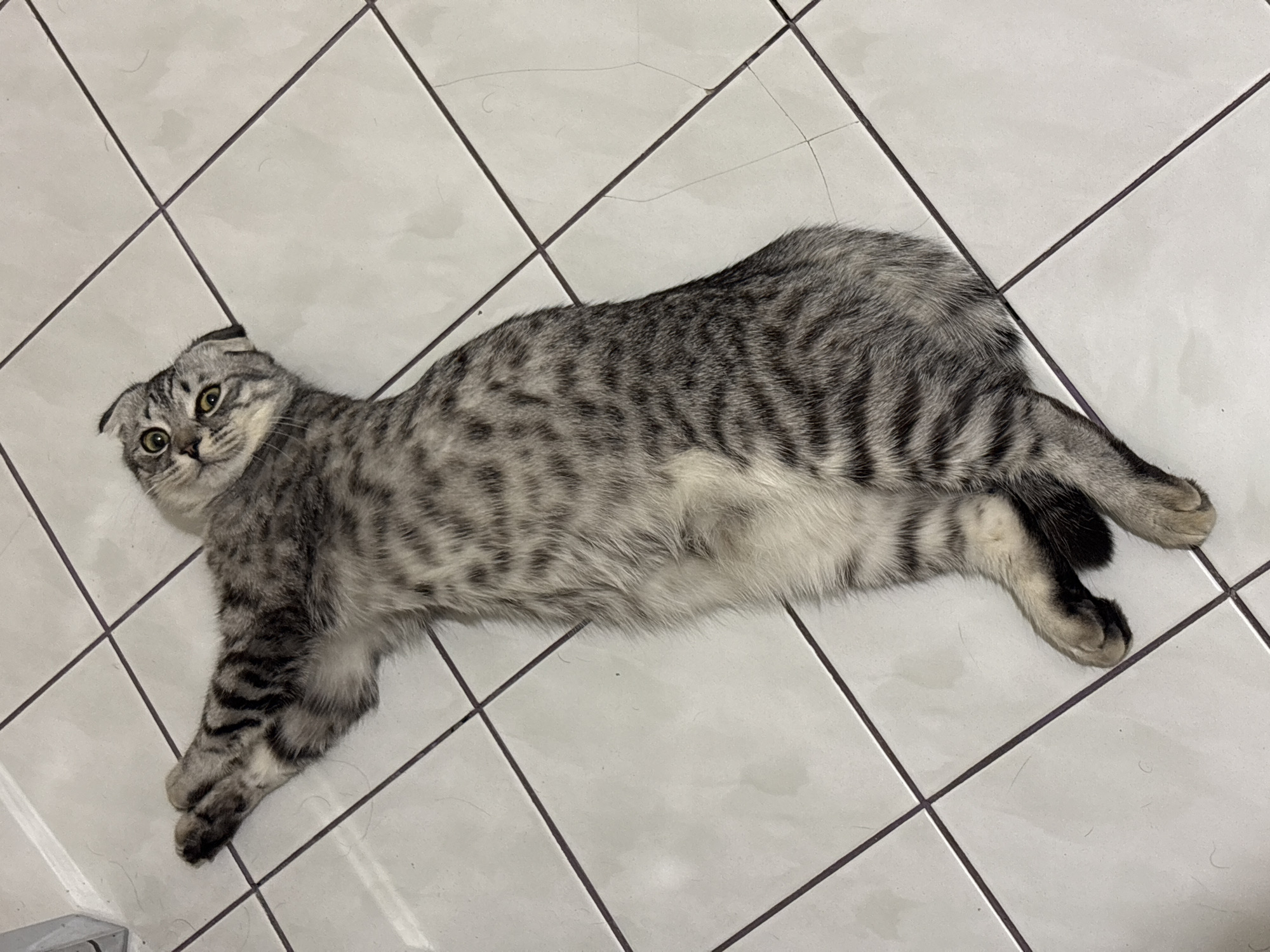 A gray tabby cat with folded ears lies on a white tiled floor with dark gray grout lines. The cat is positioned diagonally across the frame, with its head to the left and tail to the right. The cat is looking towards the camera. The background is the white tile floor. There is no indication of the image being taken in Perm, Russia.