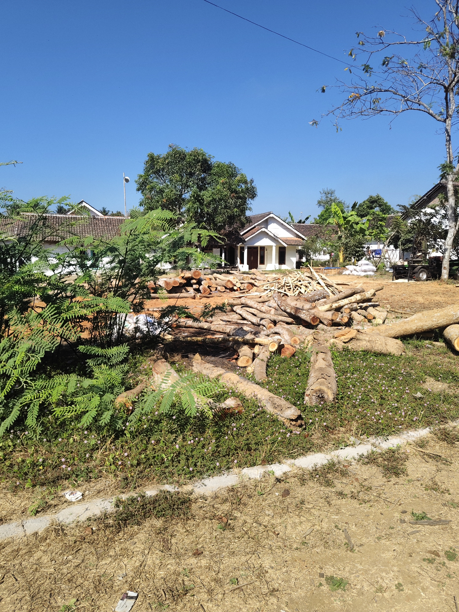 A bright, sunny day in Bangsalsari, Indonesia, features a pile of freshly cut logs in the foreground, with two houses and lush green trees in the background. The logs, varying in size and thickness, are stacked haphazardly on the ground, some appearing rough-cut while others are smooth. The ground around the logs is covered in dry grass and small, light purple flowers. A concrete curb runs along the bottom of the image. The houses in the background are simple, white structures with dark roofs, typical of residential buildings in the area. A small, dark-colored vehicle with a trailer is parked near one of the houses. The sky is a clear, vibrant blue, with no clouds visible. The scene suggests recent logging activity or preparation for construction.