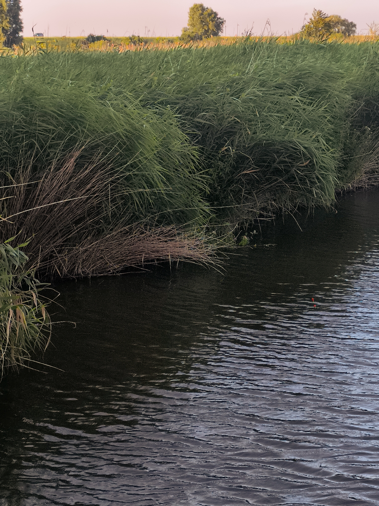 A body of water is in the foreground, with reeds growing along its edge. In the background, there is a field of grass and some trees. The sky is a pale pink. A small red fishing bobber is visible on the surface of the water. The scene appears to be located in a natural or semi-natural area, likely a park or nature reserve within Almere, Netherlands, possibly near a recreational waterway.