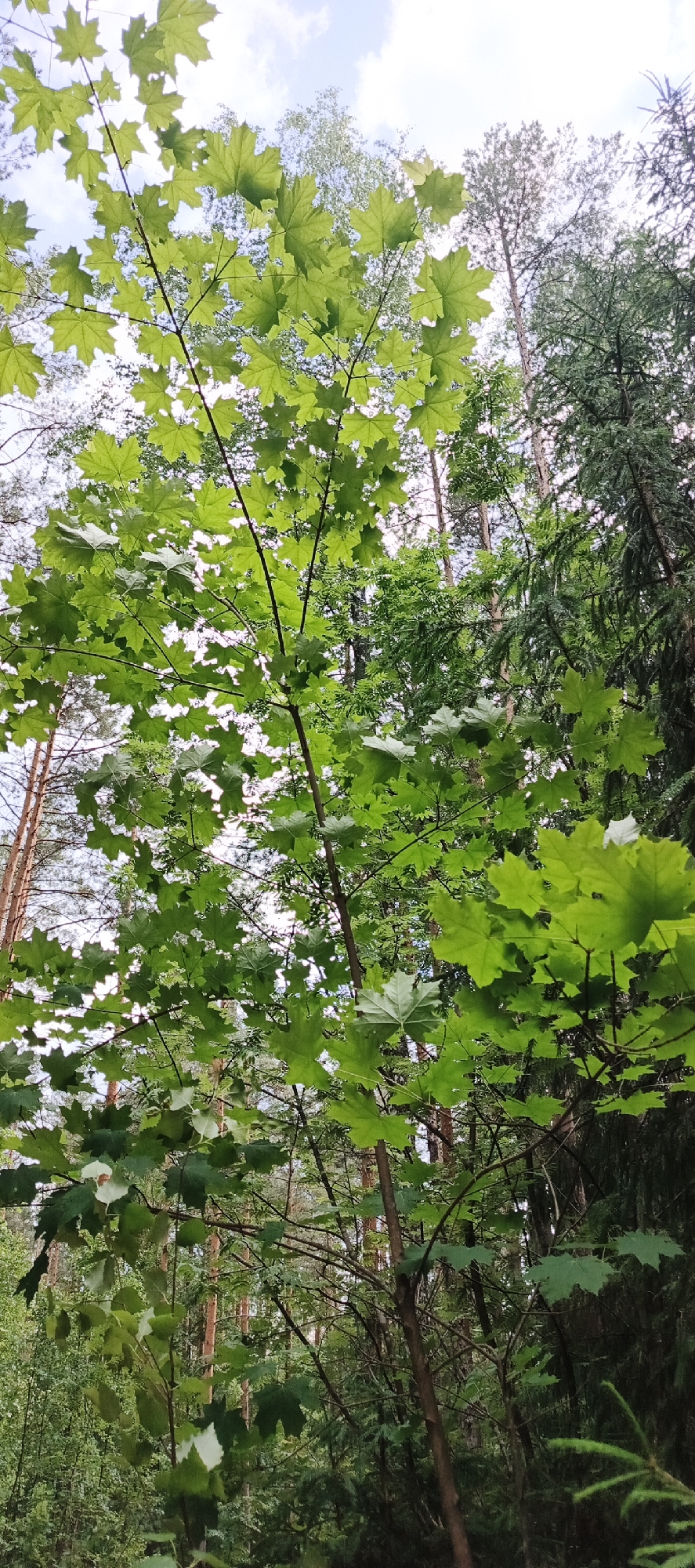 The image captures a low-angle view looking up into a dense forest canopy, characteristic of the natural environment found in and around Garevaya, Russia. The foreground is dominated by the vibrant green leaves of a young deciduous tree, likely a maple, its branches extending upwards towards the sky. The leaves are detailed, showing their characteristic palmate shape and serrated edges, some catching the sunlight and appearing translucent.
Behind this foreground tree, a variety of other trees form the backdrop. Tall, slender pine trees with reddish-brown bark are visible, their needles creating a textured contrast to the broad leaves of the foreground. Interspersed among the pines are darker, conifer trees, possibly fir or spruce, with their dense, dark green foliage. The sky is partially visible through the gaps in the canopy, showing a pale blue with soft white clouds.
The overall impression is one of lush, natural growth, typical of a forest setting in a temperate climate. The lighting suggests it is daytime, with sunlight filtering through the leaves, creating dappled light and shadow. There are no people or animals visible in the frame. The scene is a serene depiction of a forest ecosystem.